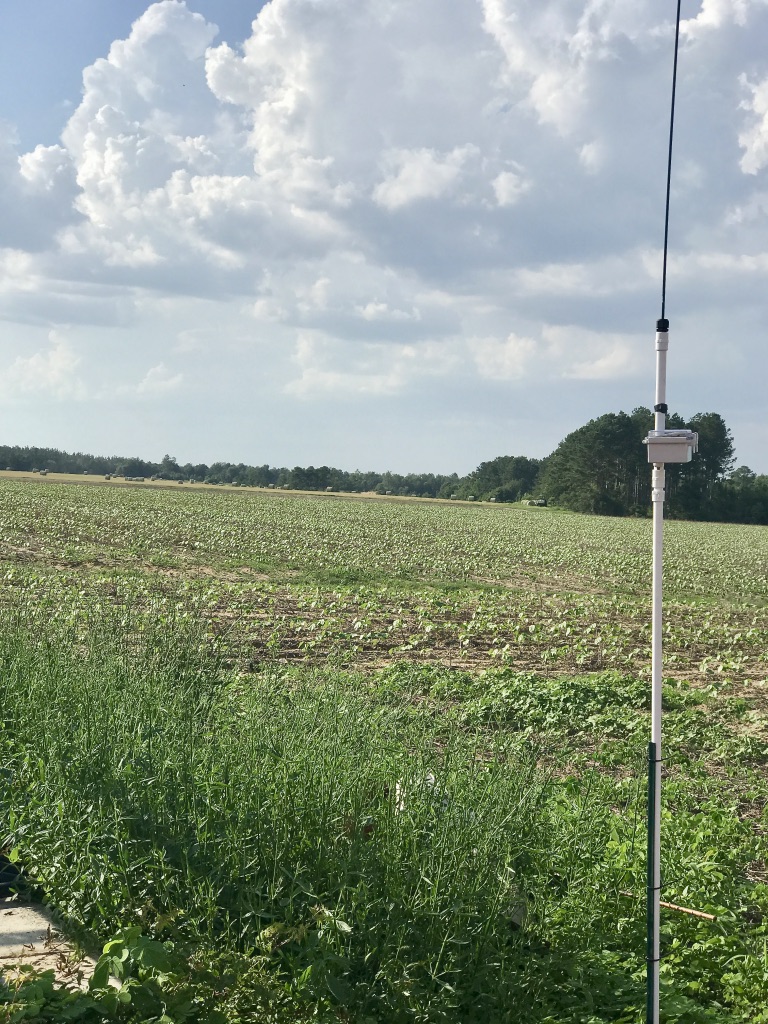 Cellular Base Station in cotton field.