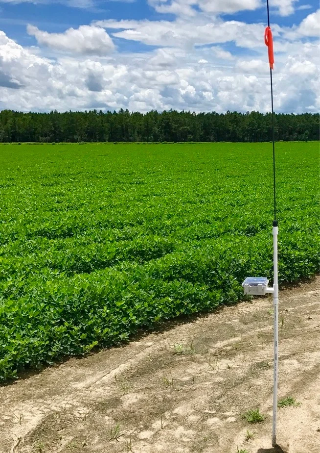 Cellular Base Station in peanut field.