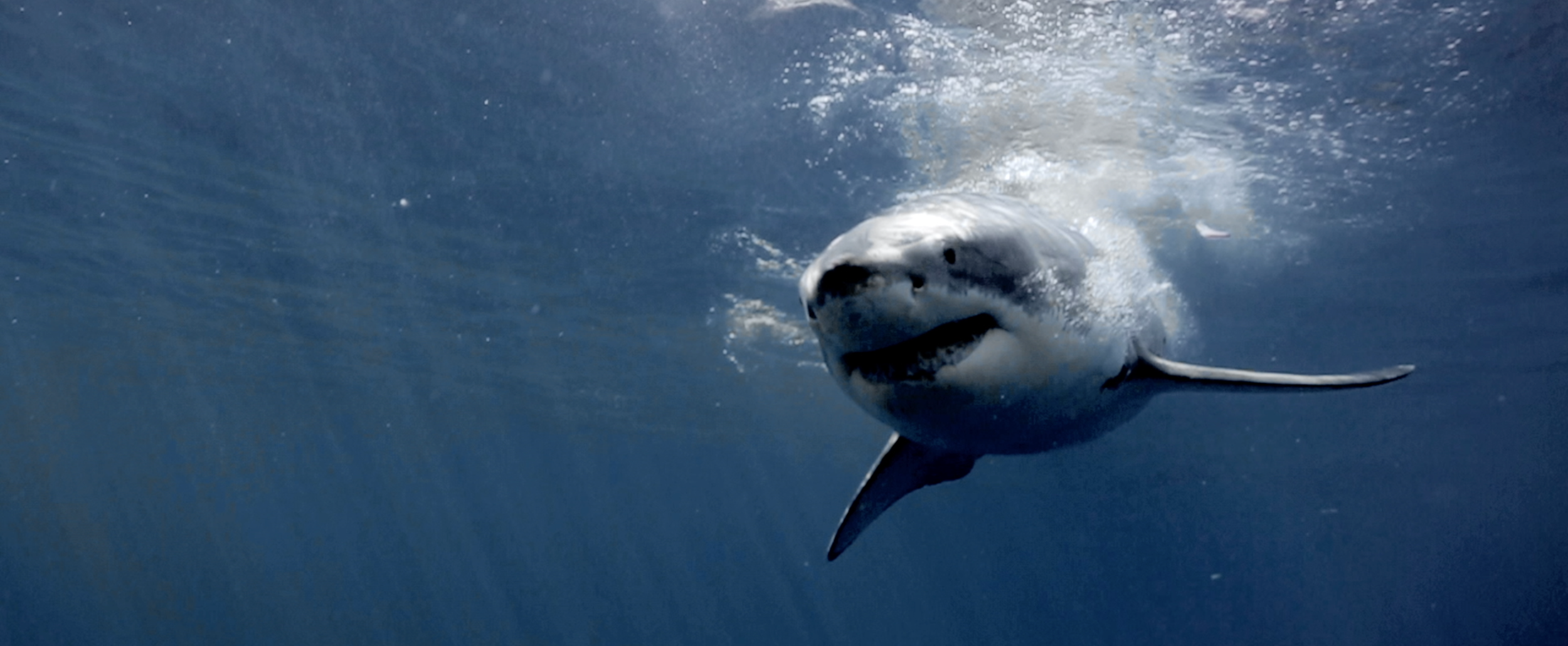 Screen Shot 2019-11-22 at 1.49.52 PM.png