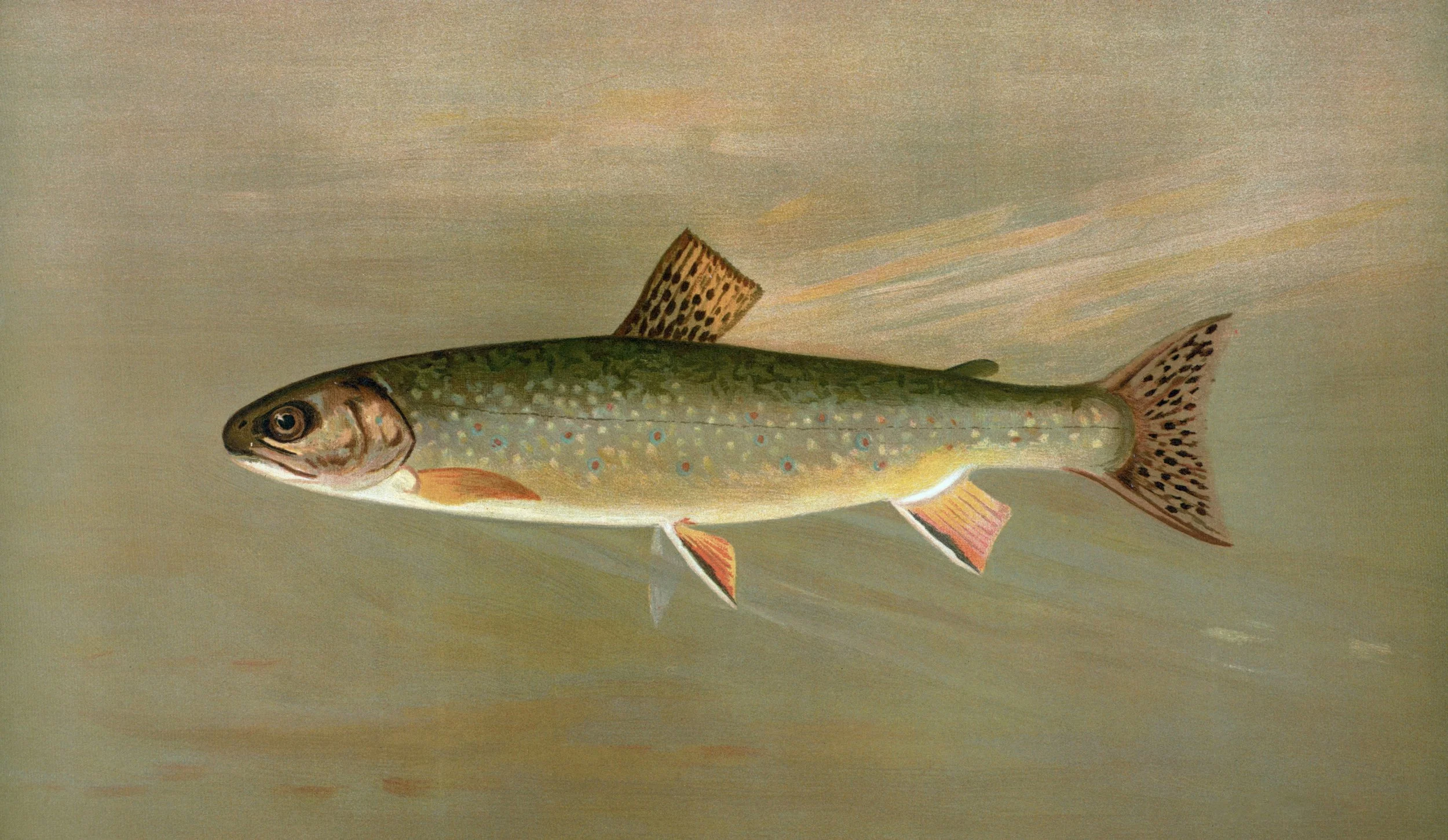 ARTS INTEGRATION: TROUT SONGS