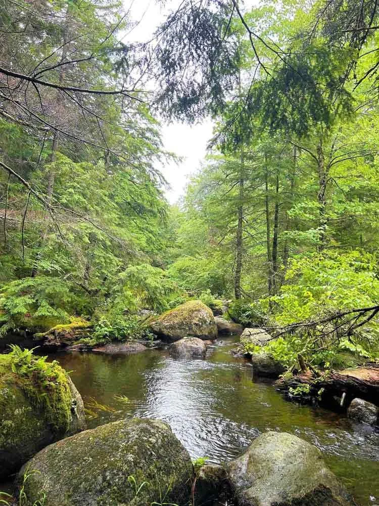 Pond in the woods