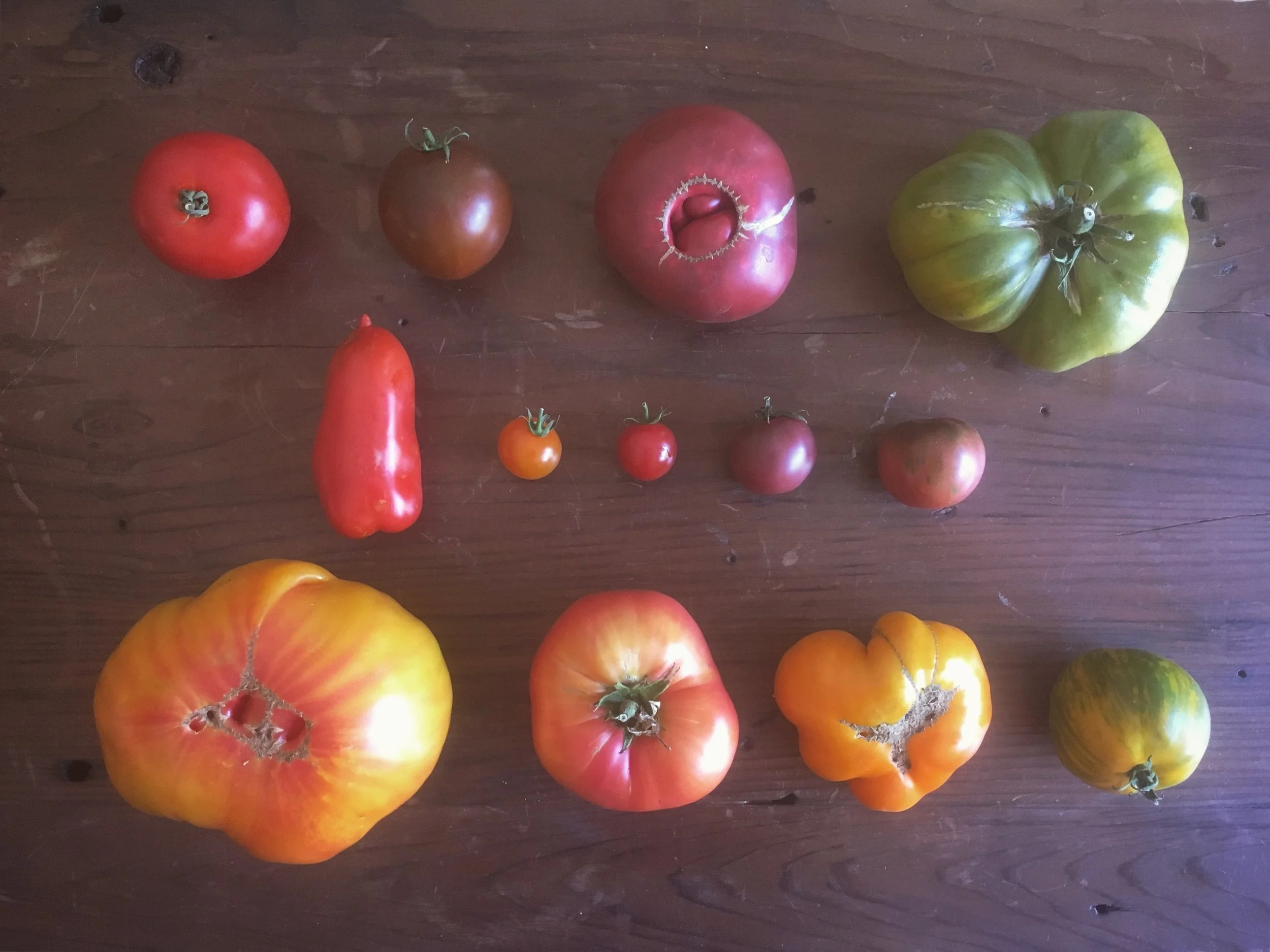 2017's Tomato Varieties: (Top to bottom like reading a book) New Girl, Black Prince, Cherokee Purple, Aunt Ruby's German Green, Paisano San Marzano, Sungold, Supersweet 100, Black Cherry, Black Vernissage, Striped German, Brandywine, Yellow Brandywine, Green Zebra. Which is your favorite?
