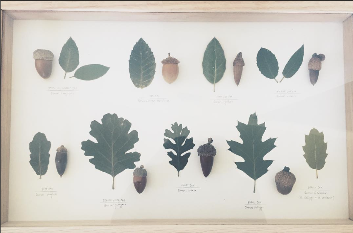 Top (L to R): Canyon live oak, Tan oak, Coast live oak, Interior live oak. Bottom (L to R): Blue oak, Oregon White oak, Valley oak, Black oak, Oracle oak (Hybrid of Black oak x Interior live oak)