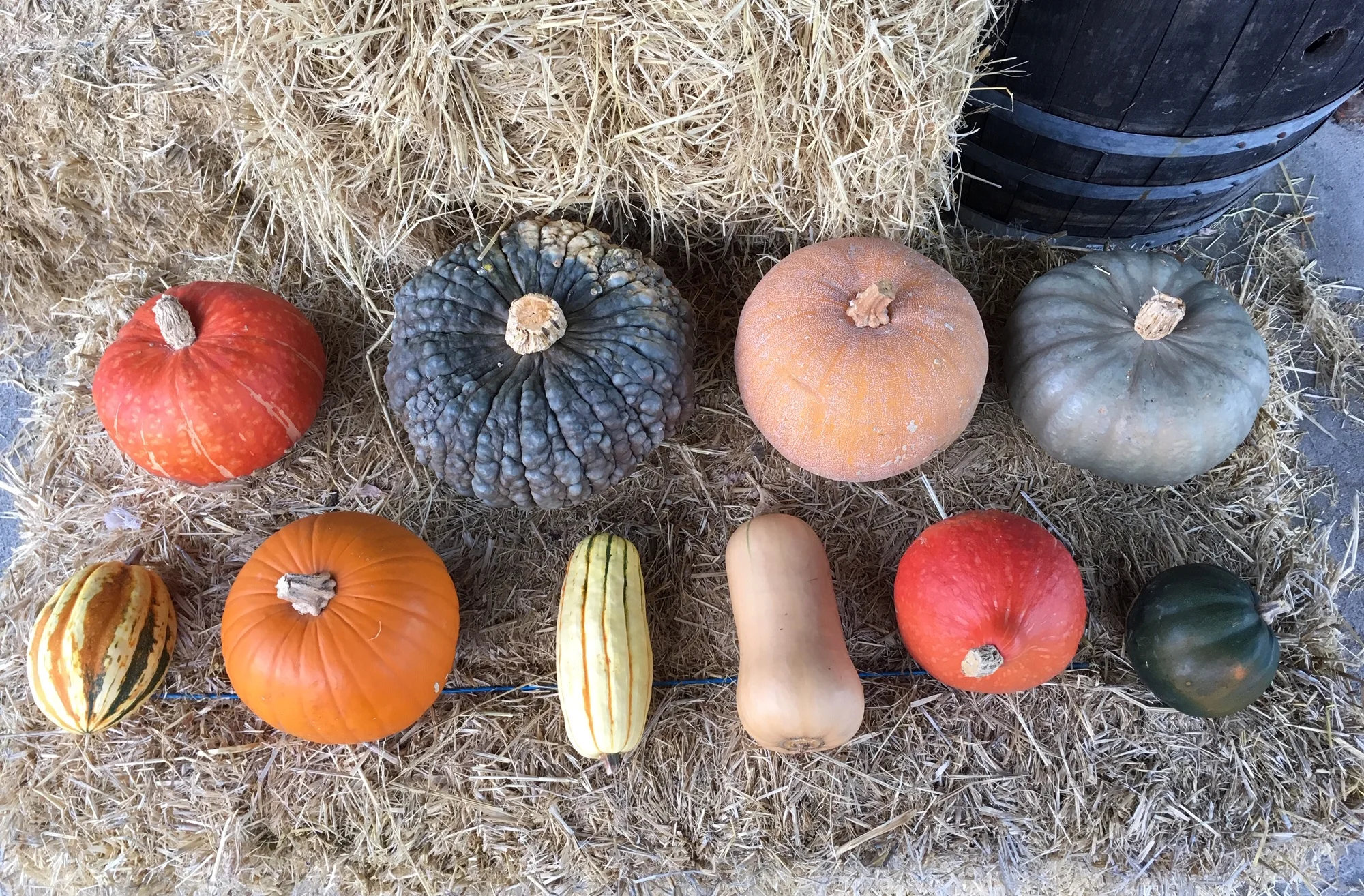 2018's winter squash. Top row from L to R: Sunshine Kabocha, Marina di Chioggia, Winter Luxury Pie Pumpkin, Wintersweet Kabocha // Bottom row from L to R: Jester Acorn Squash, Racer Jack-O-Lantern Pumpkin, Delicata, Butterscotch Butternut, Red Kuri, Honeybear Acorn