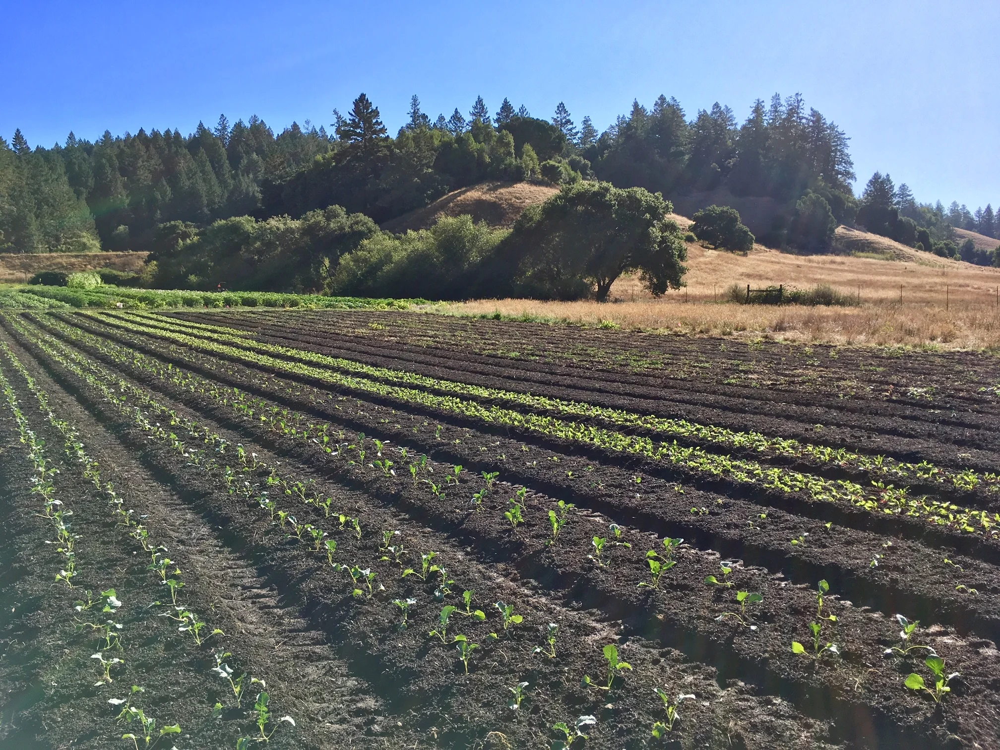 A mile of Fall crops in the ground this week!