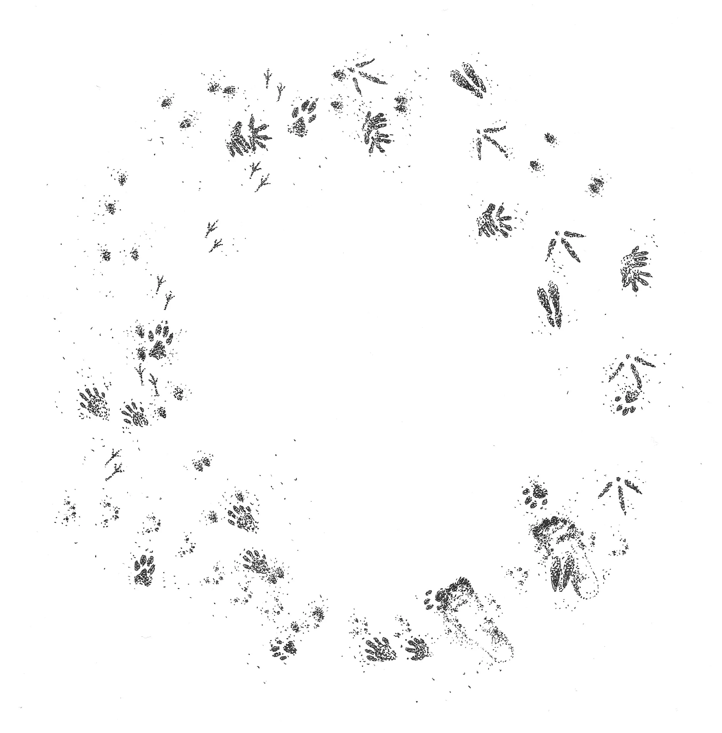 Illustrations by Kayta featured in The Heart of Tracking by Richard Vacha from Mount Vision Press