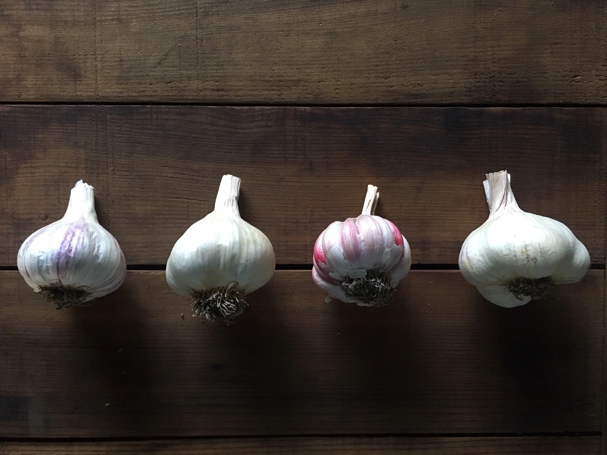 2019’s garlic varieties, from L to R: Duganski Hardneck, Italian Late Softneck, Creole Hardneck, Lorz Italian Softneck