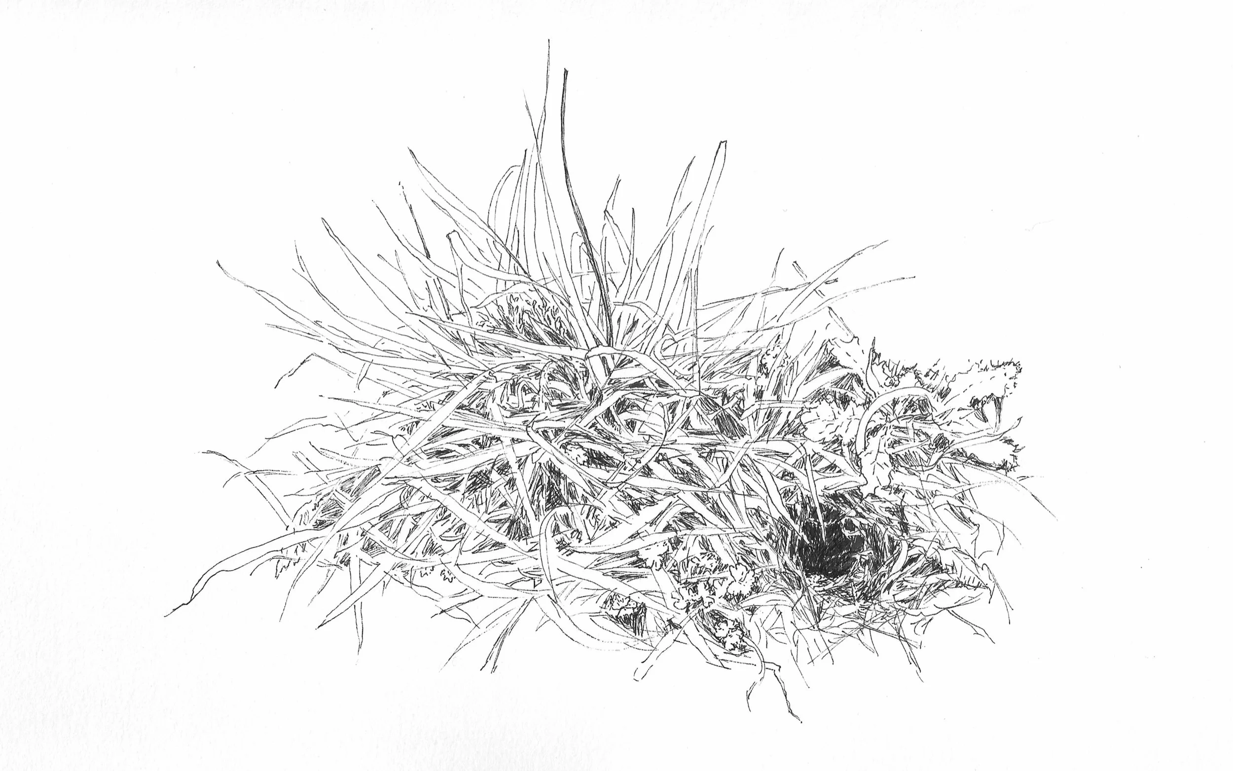 Grass.jpg