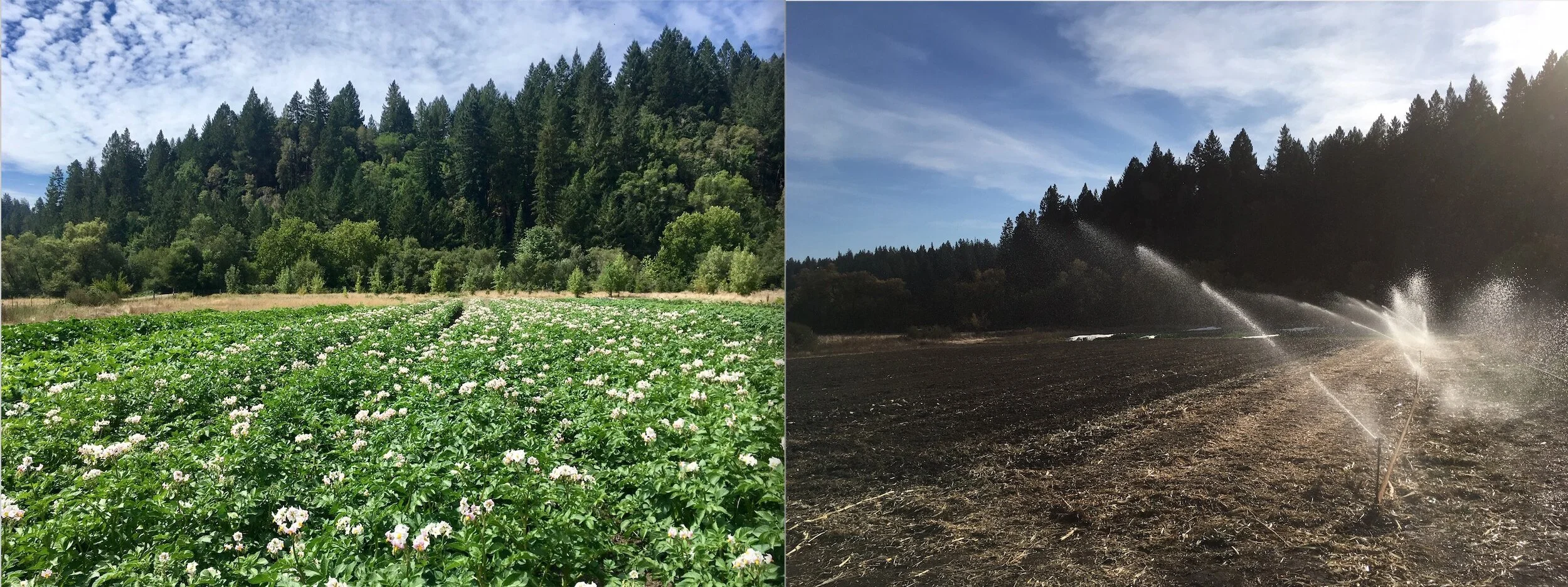 What a difference three months makes. At left, field three in full potato flower on August 8th. At right, the same field on November 7th —irrigating up cover crop seeds with over 4 tons of potatoes, corn and squash harvested.