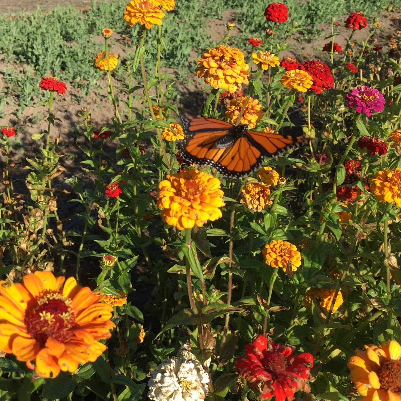 Hello, old friend. A monarch butterfly enjoys the zinnias