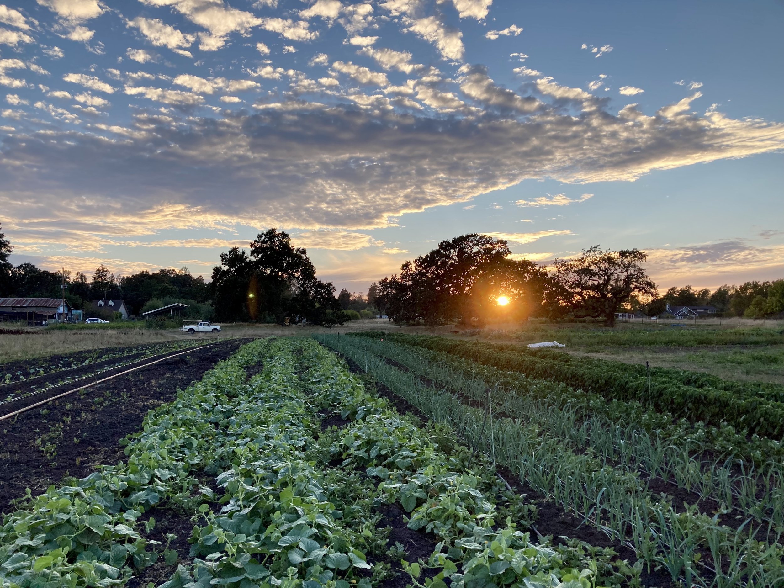 sunset fields.jpg