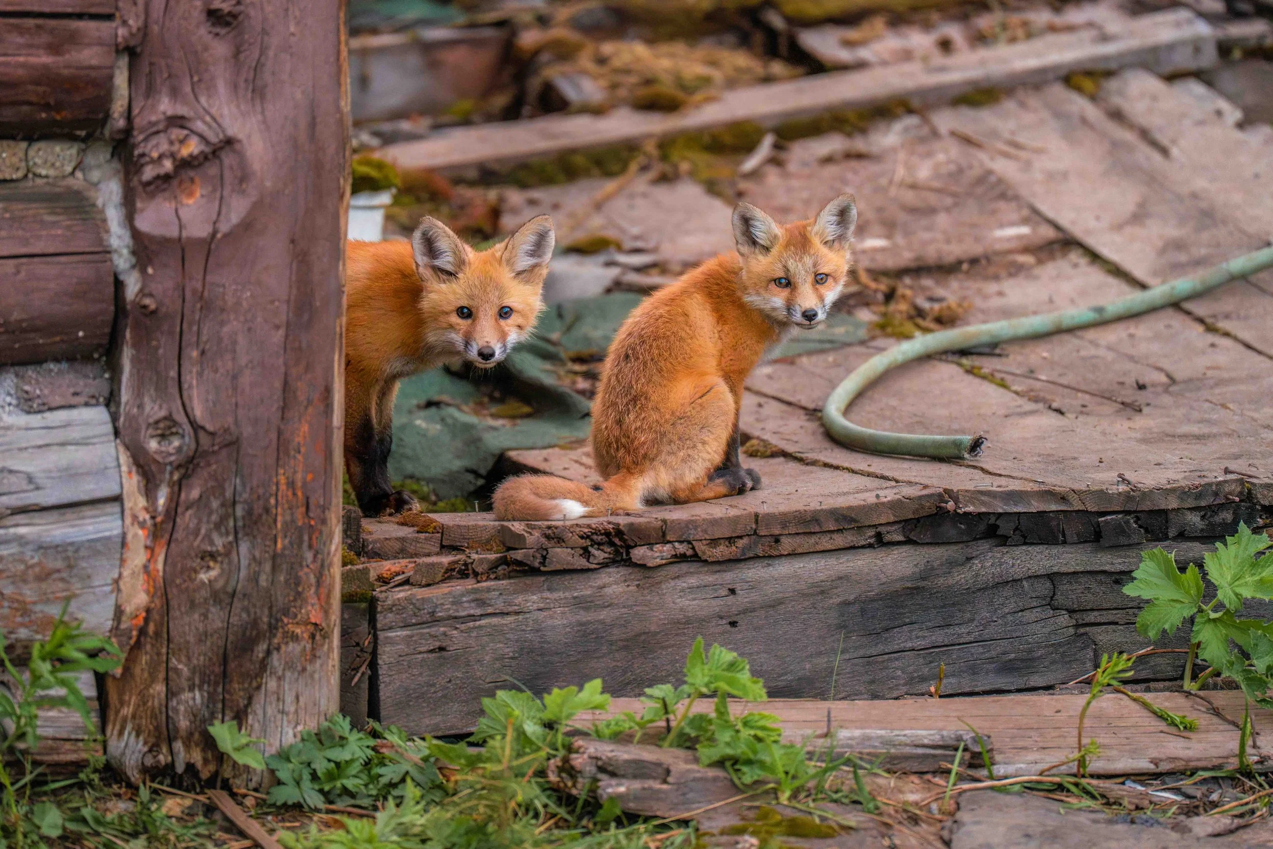 wyoming-yellowstone-foxhouse (1 of 1).jpg