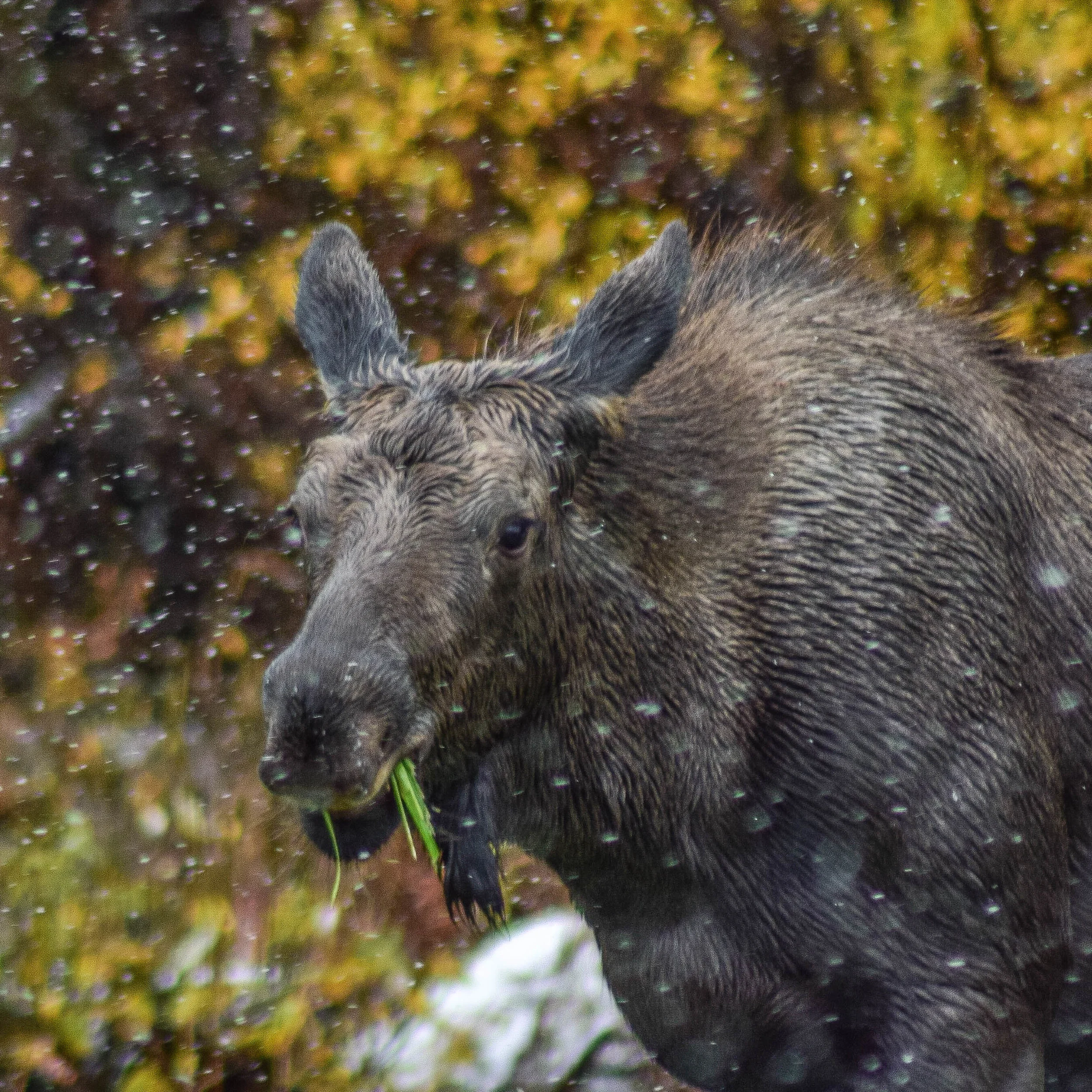 alaska moose 1 (1 of 1).jpg