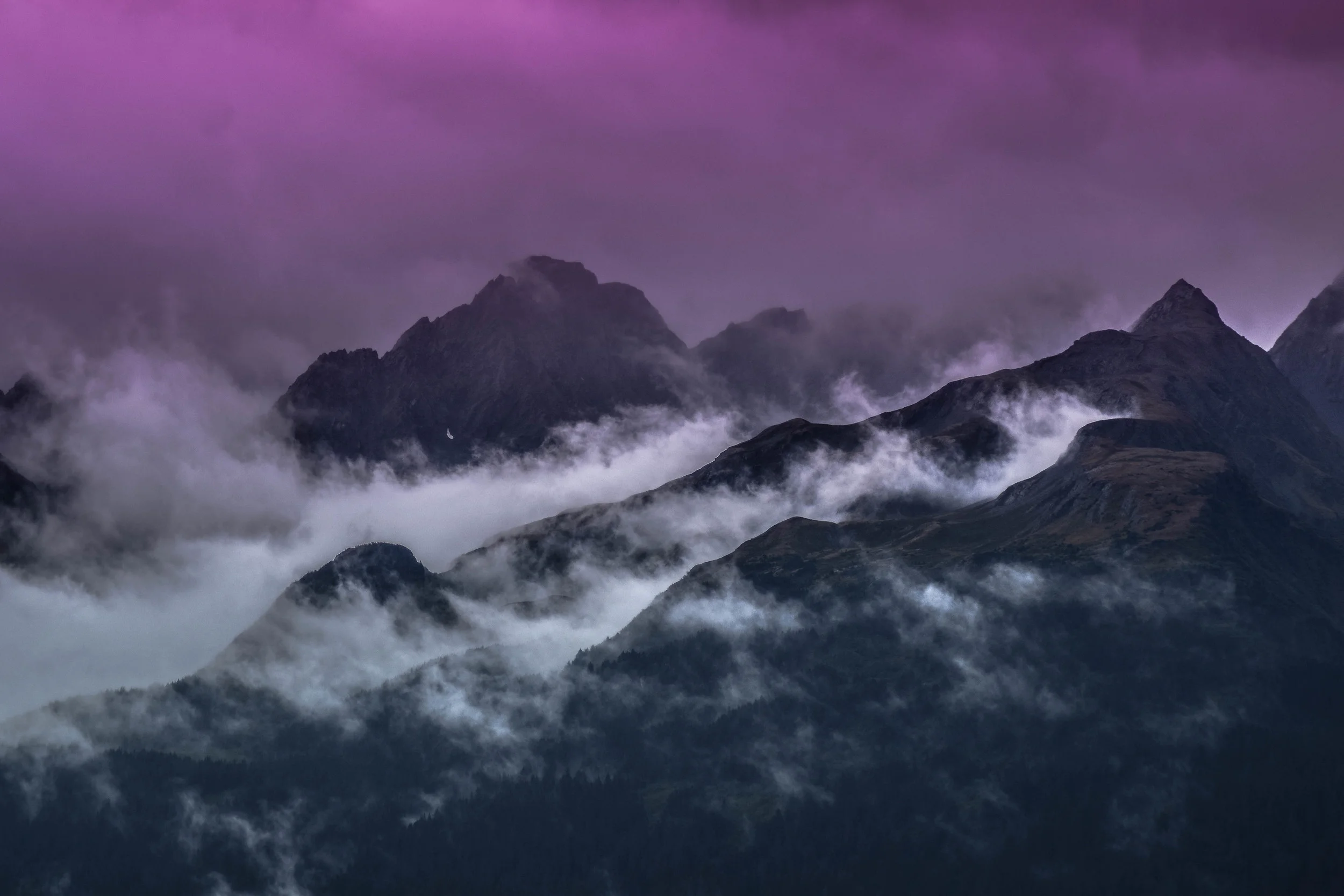 alaskawildpurple (1 of 1).jpg