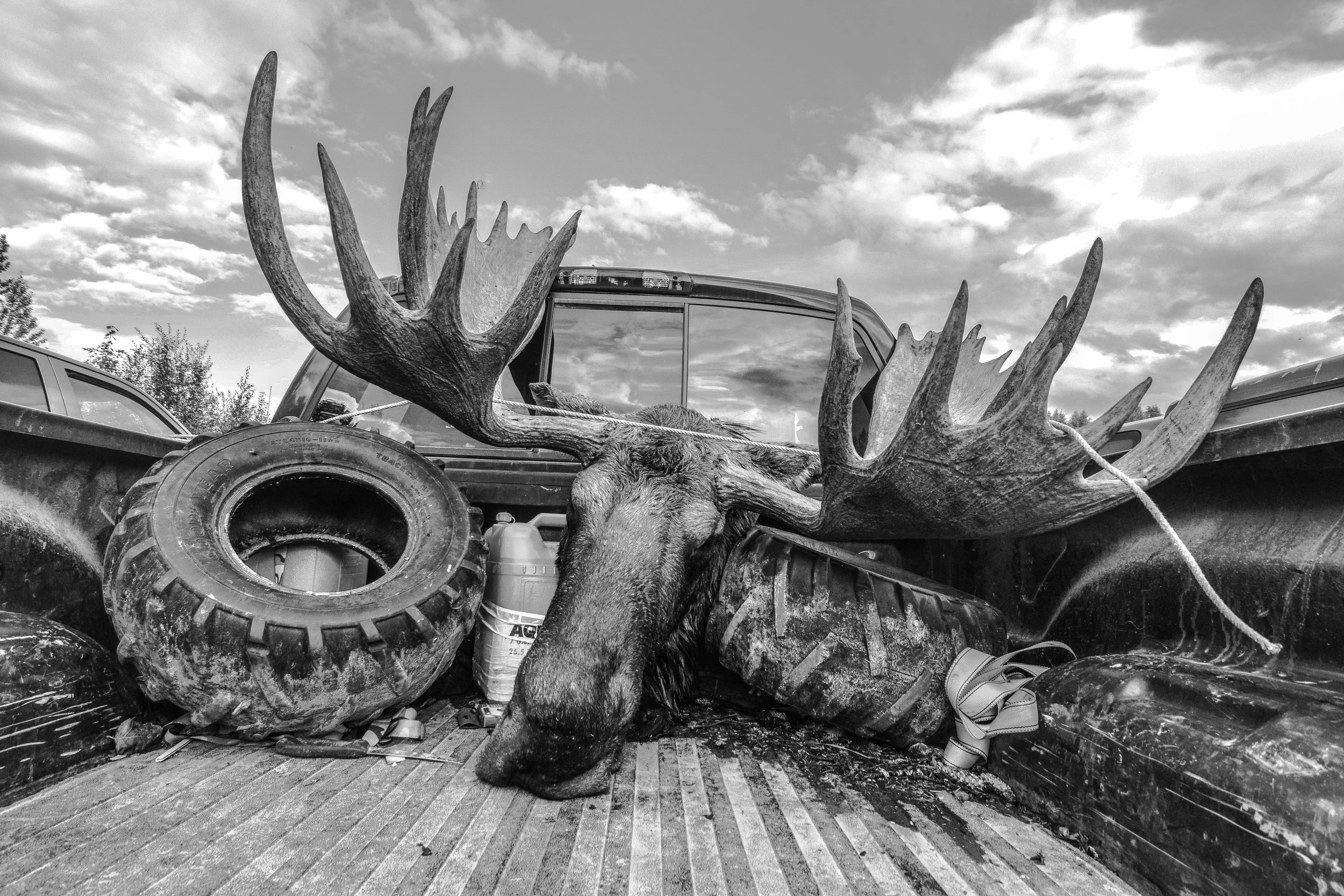 alaskamoose (1 of 1).jpg