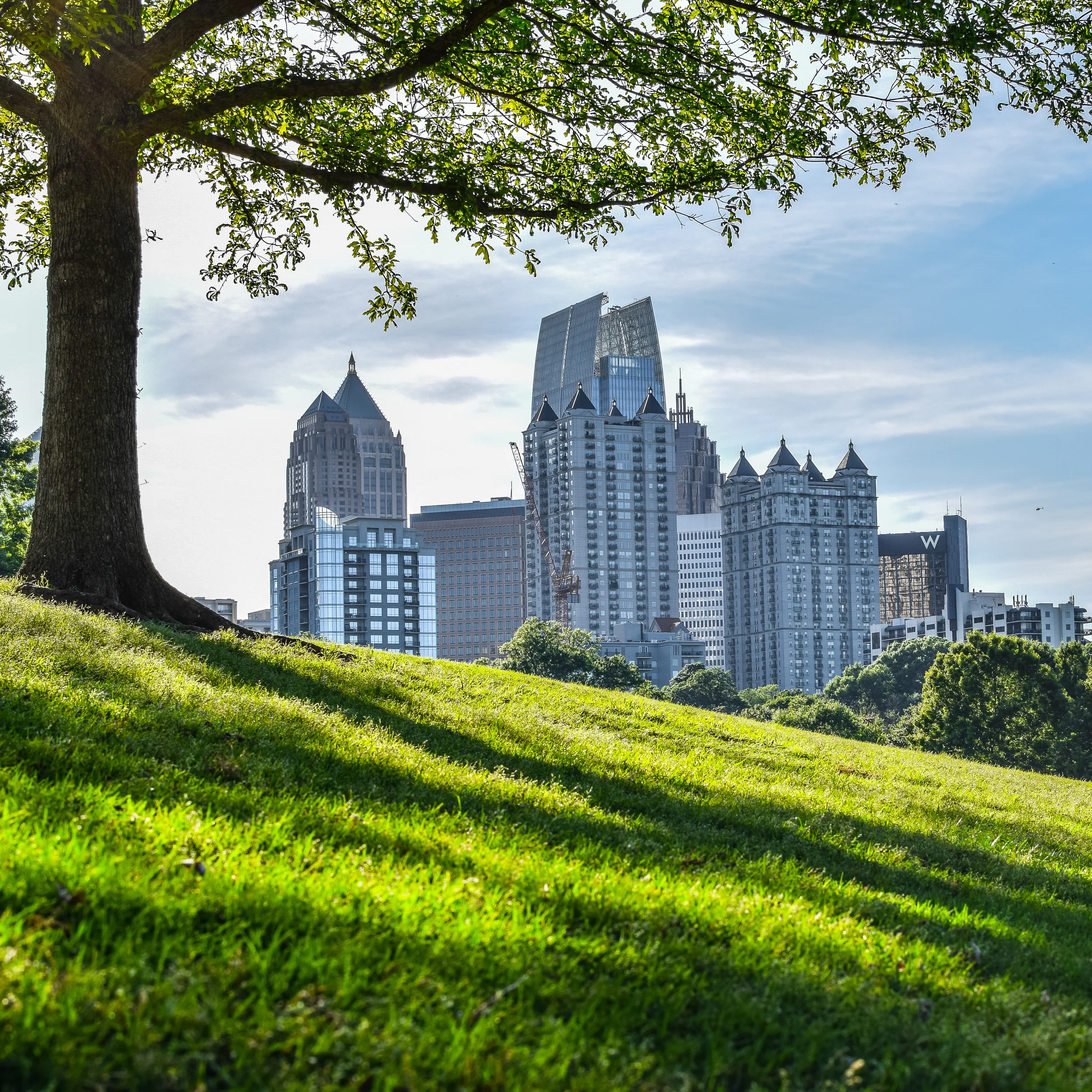 piedmontbluetree (1 of 1).jpg