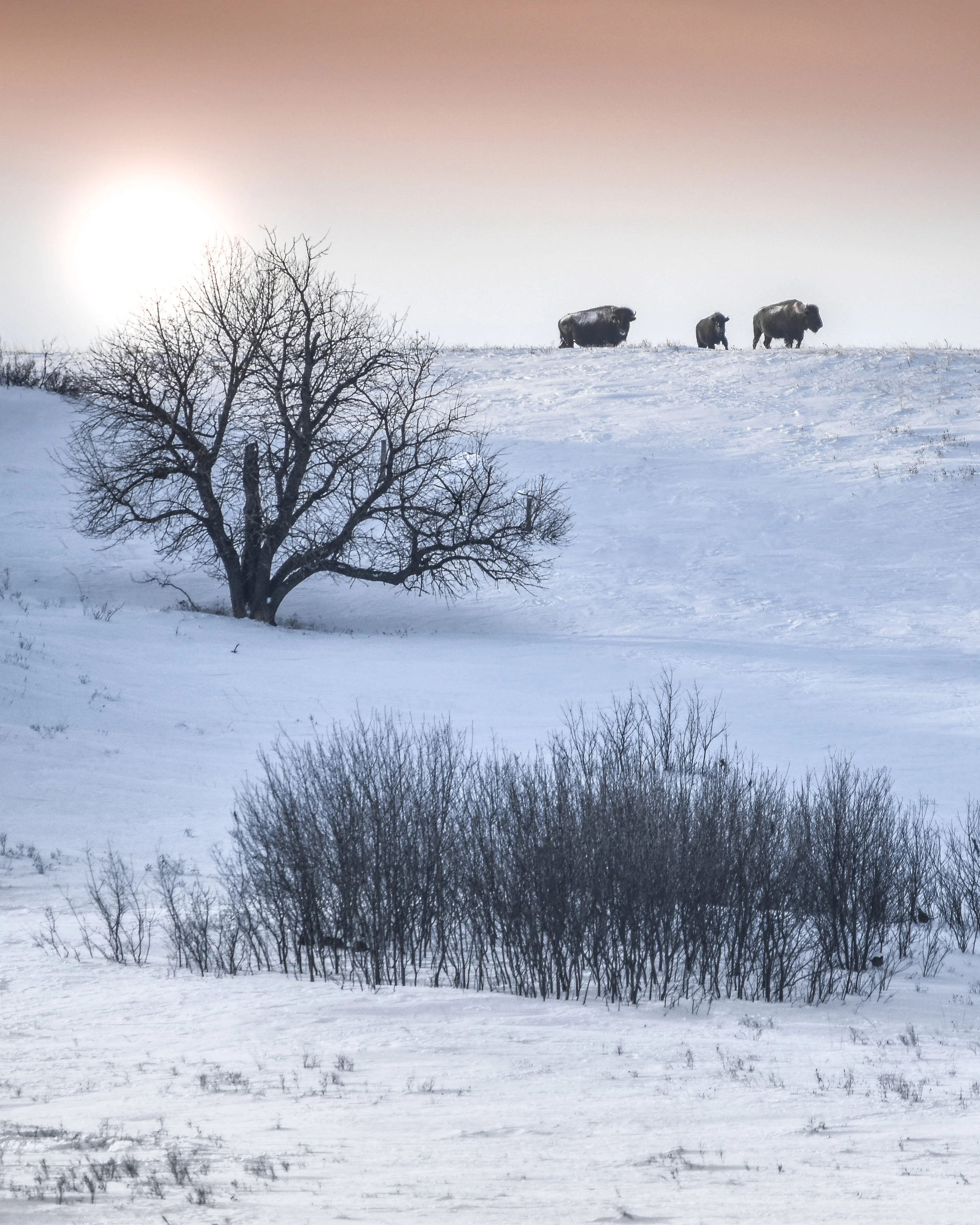 buffalotreehill (1 of 1).jpg