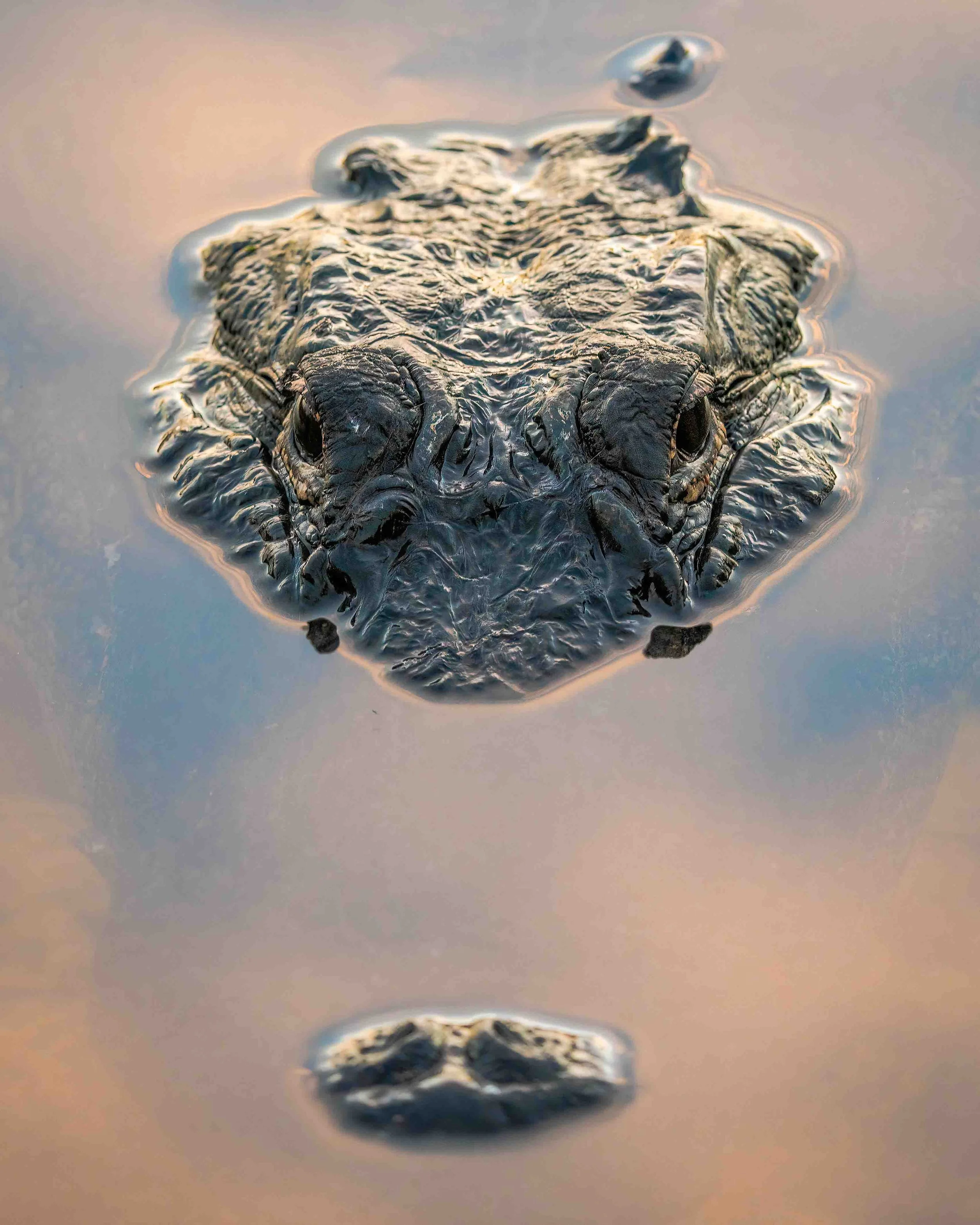 florida-miami-gatorhead1 (1 of 1).jpg