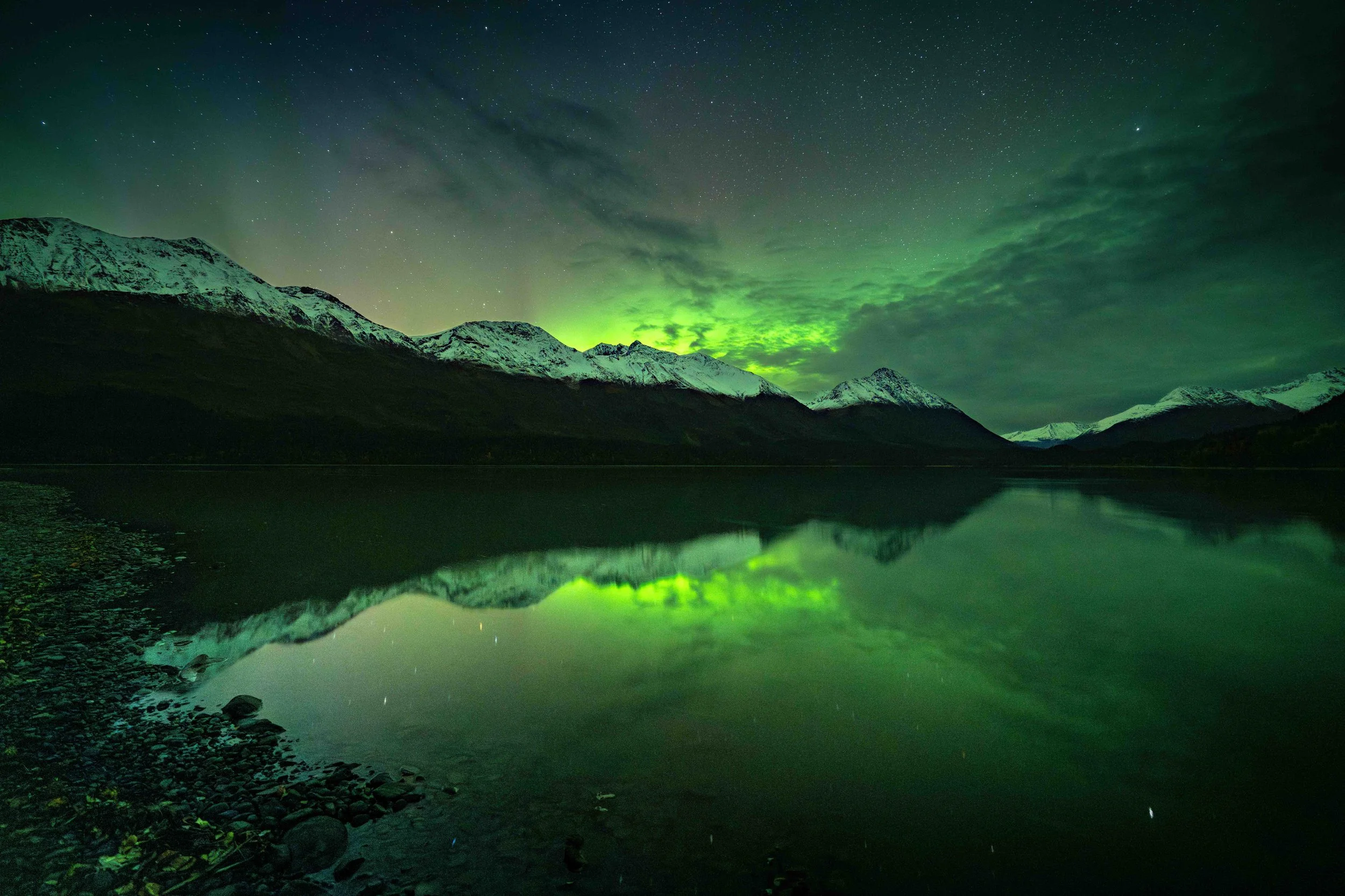 alaska-moose-NL1.jpg