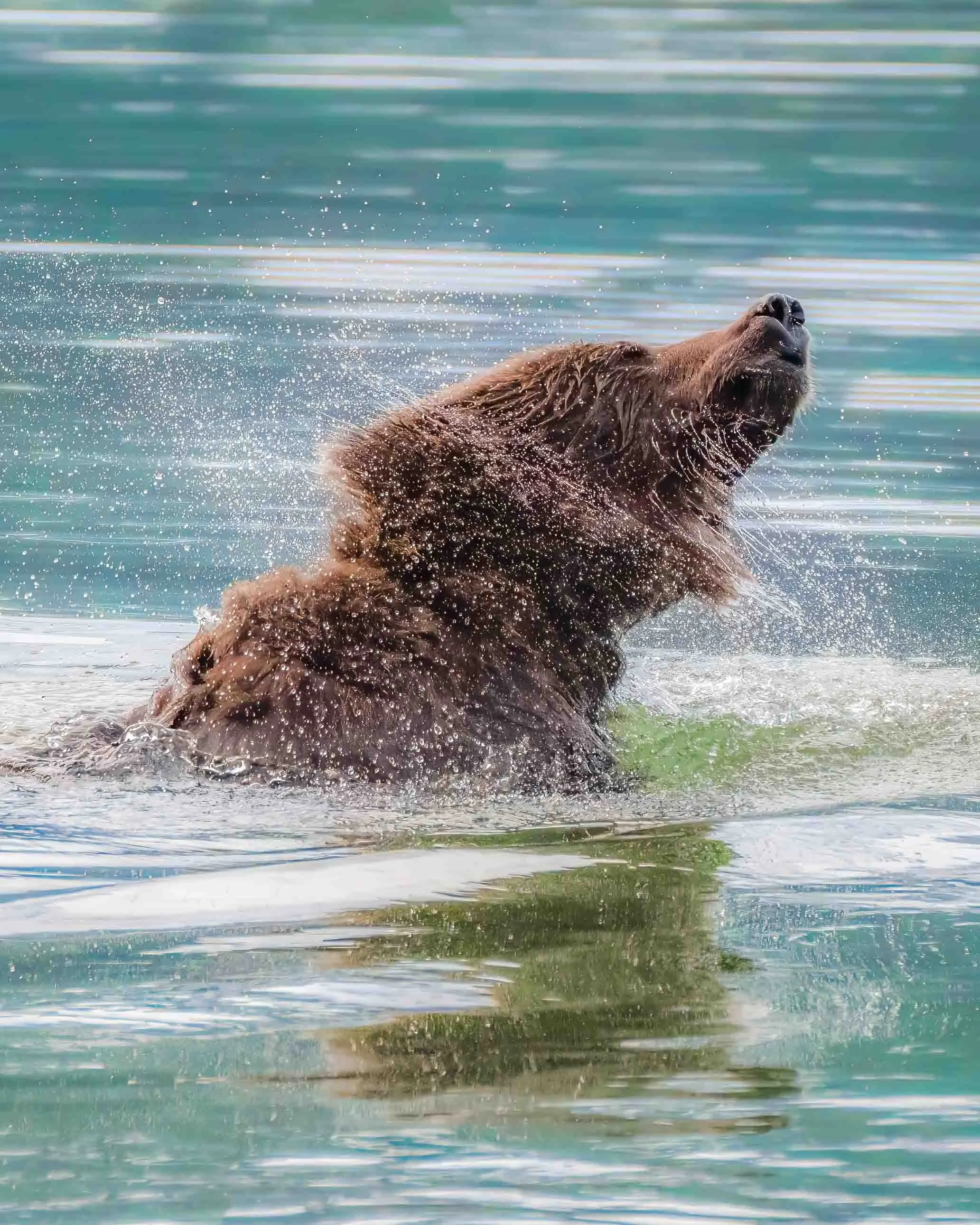 alaska-bear.jpg