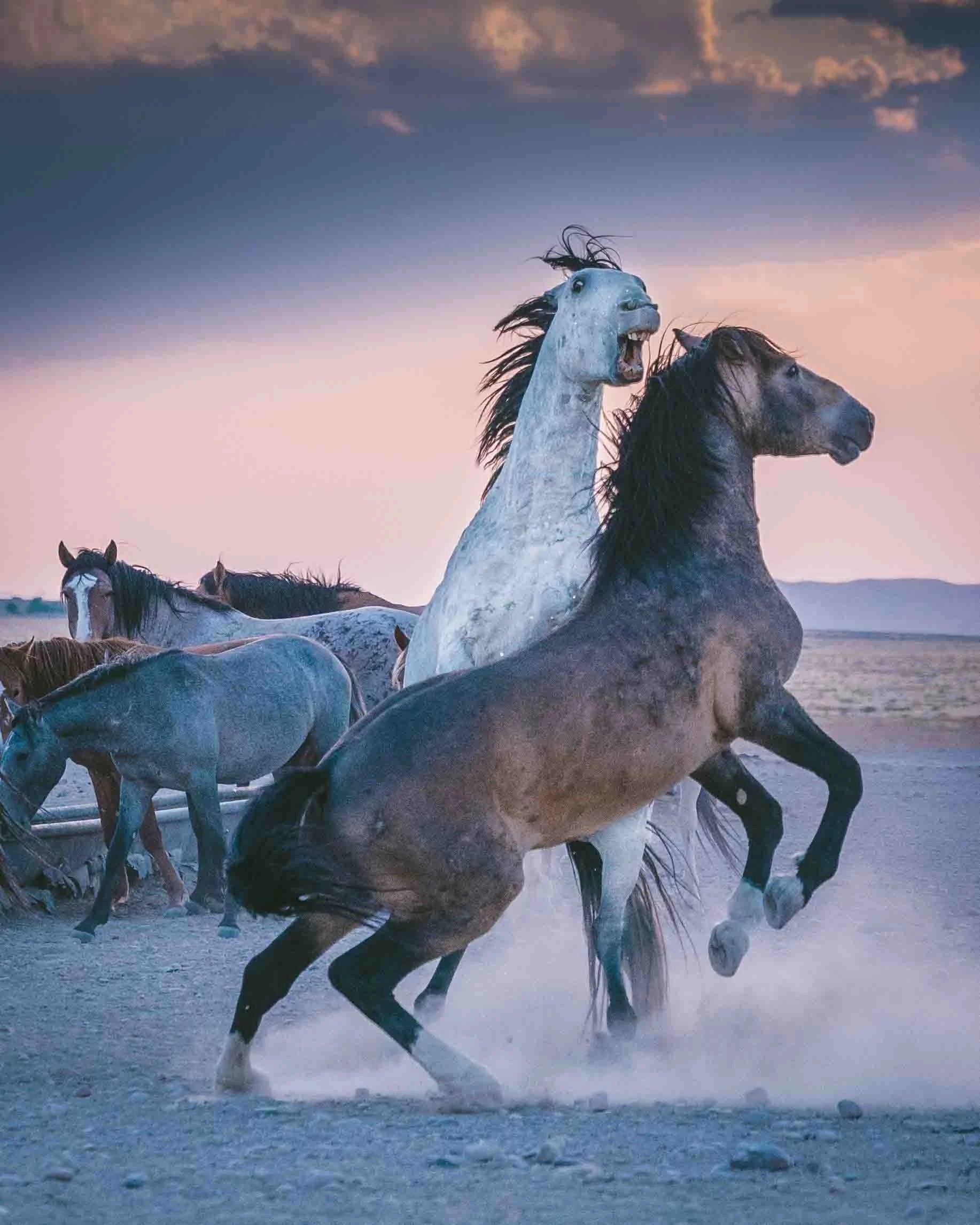 UTAH-Mustang2.jpg