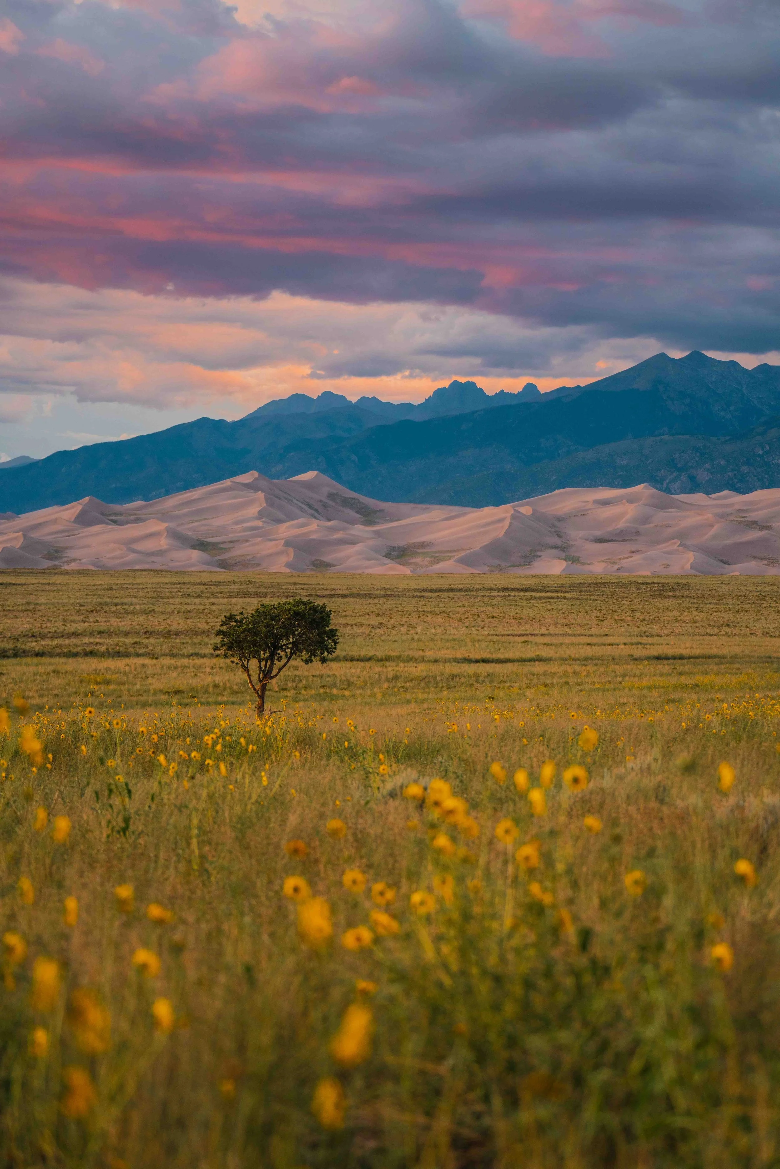 colorado-greatsanddunesNP-treesunset (1 of 1).jpg