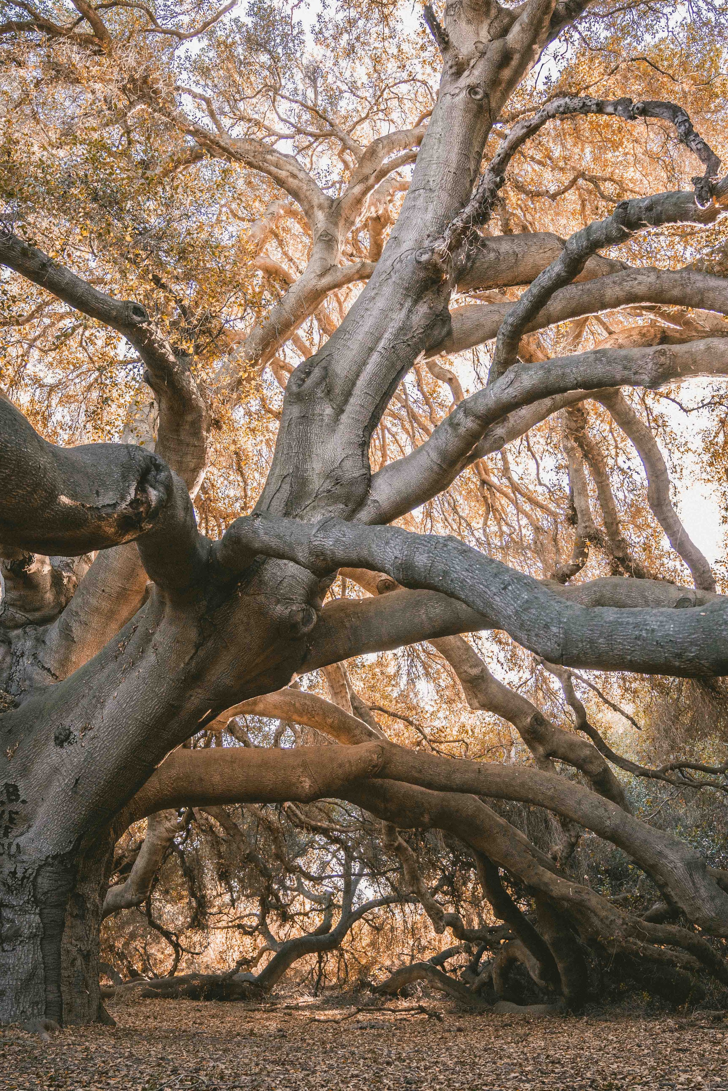 california-temecua-thegreatoak (1).jpg