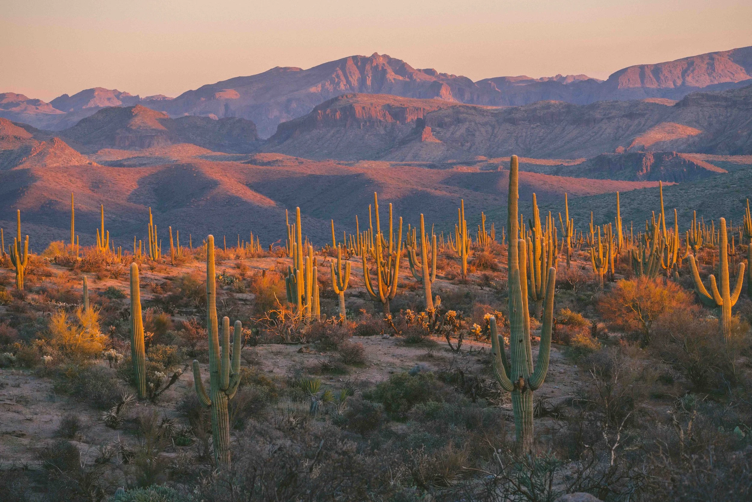 arizona-fourpeaks-cactuslandscape.jpg