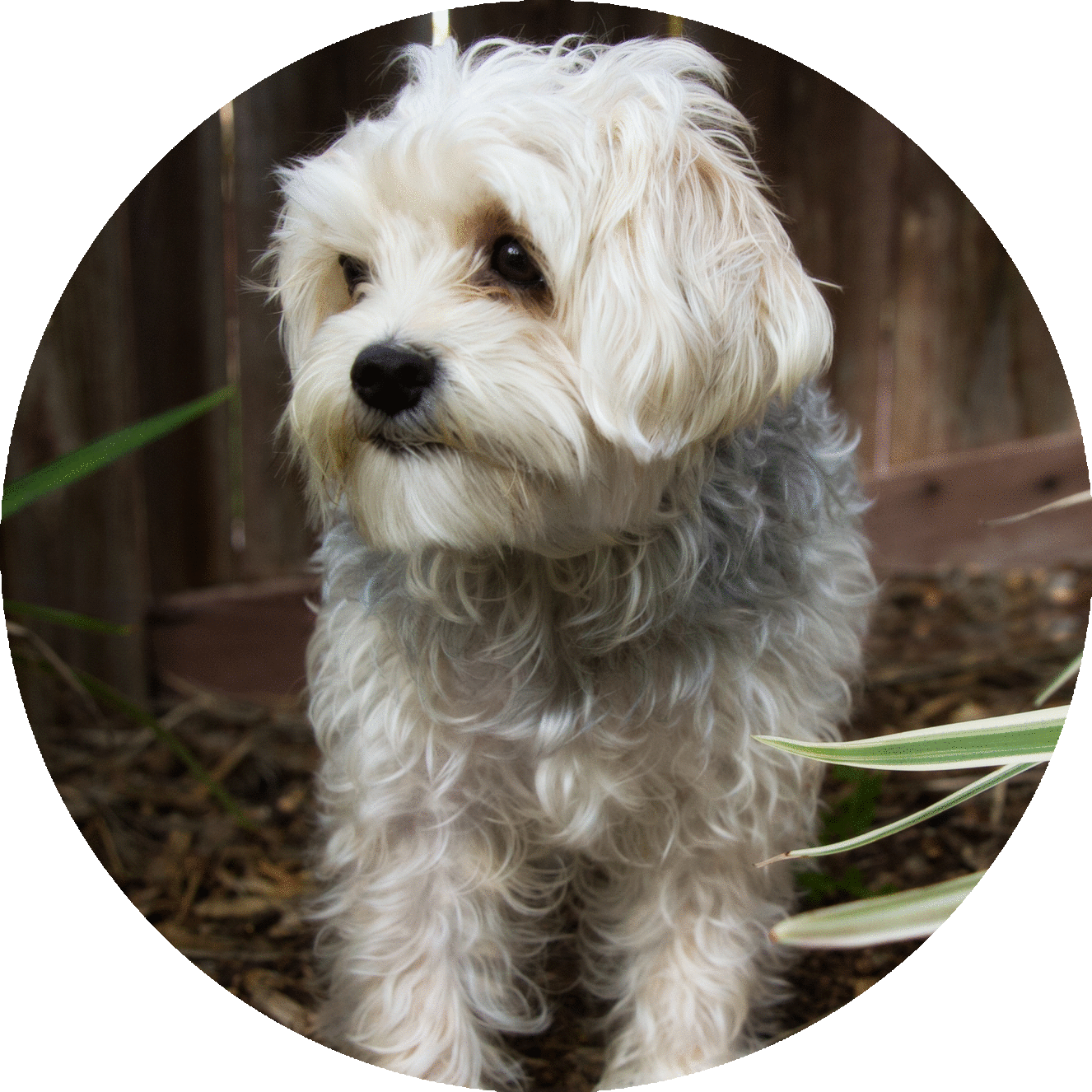 dog-pet-puppy-hannah.gif