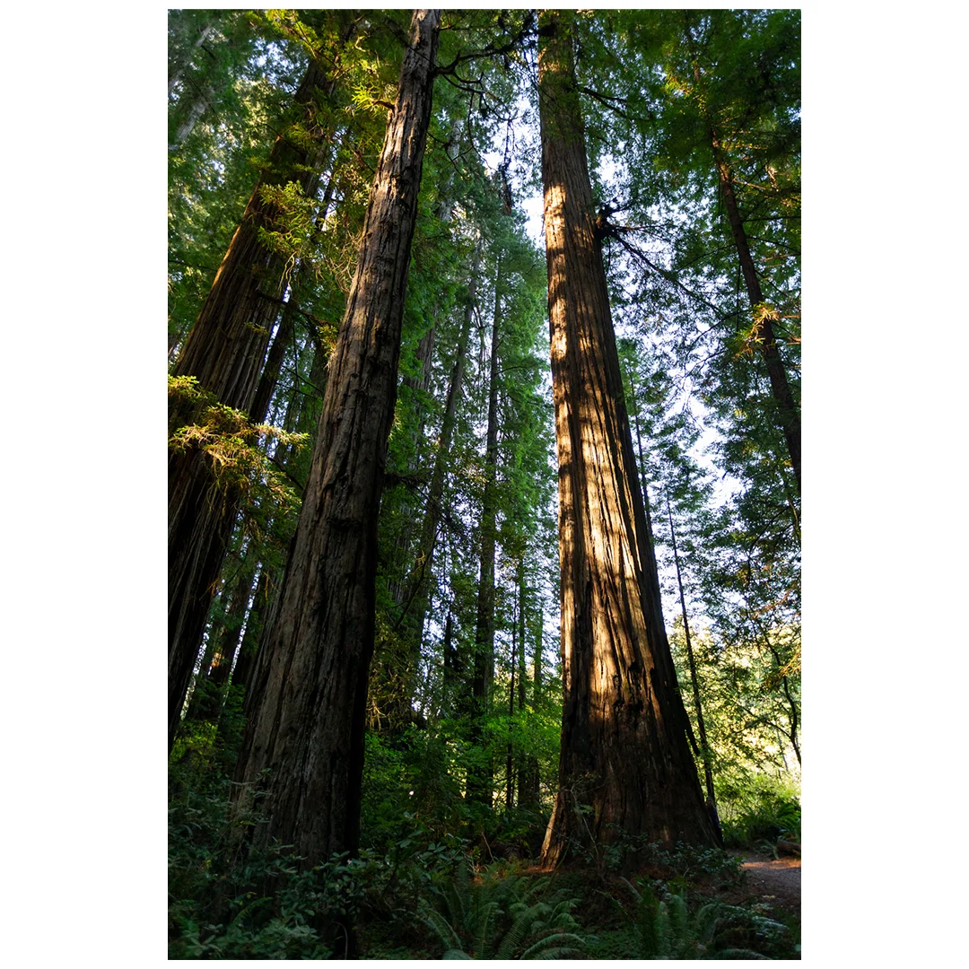 Stout Grove Trees.jpg