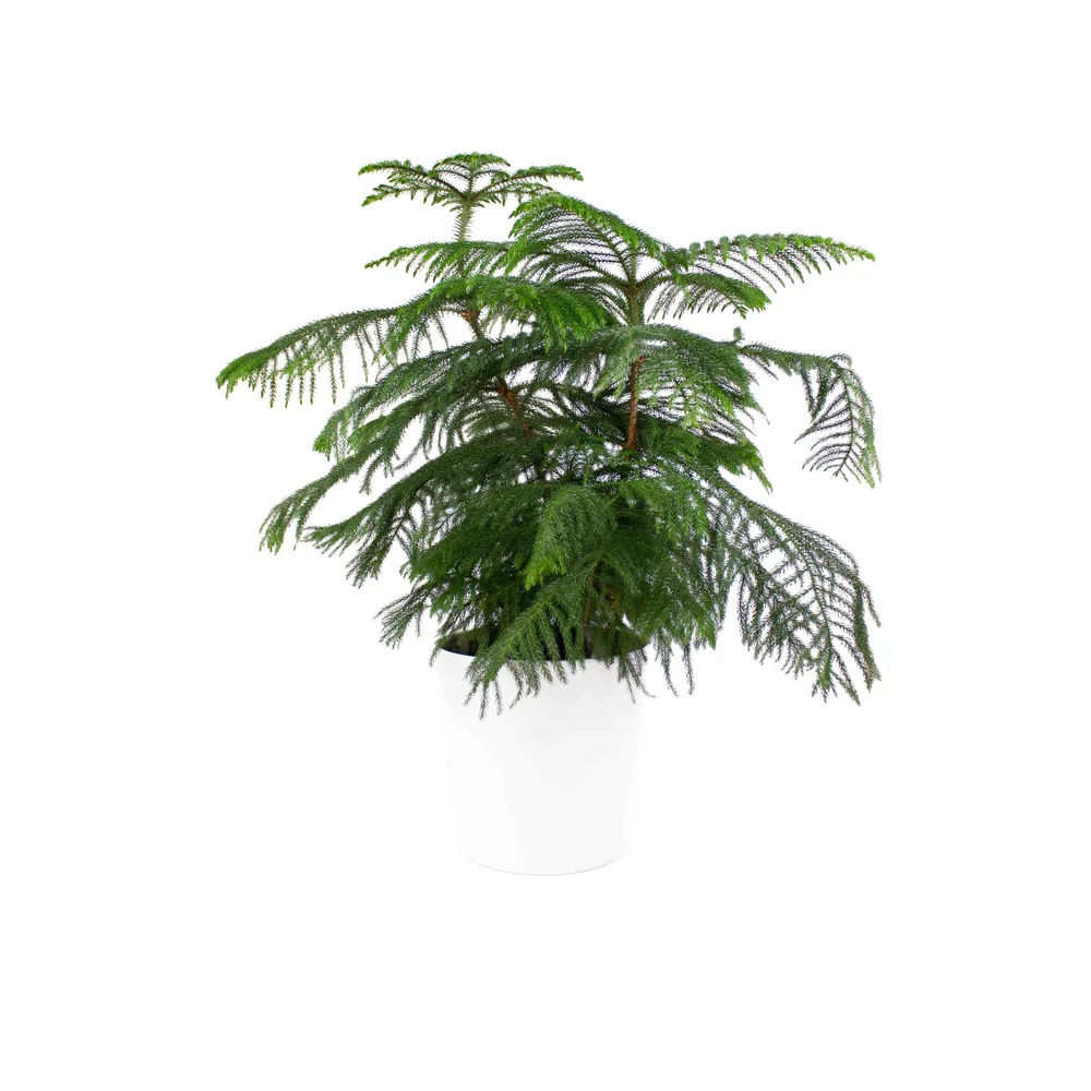 Norfolk Pine Lakewood Plant Company