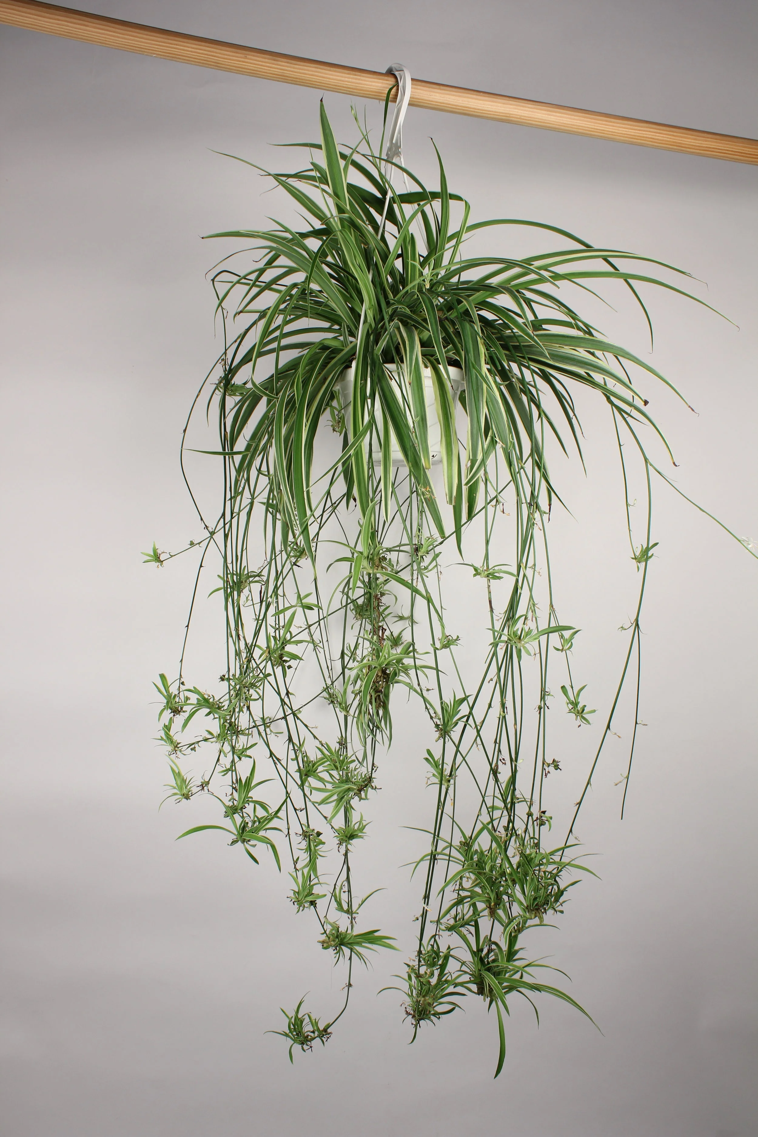 Spider Plant — Lakewood Plant Company