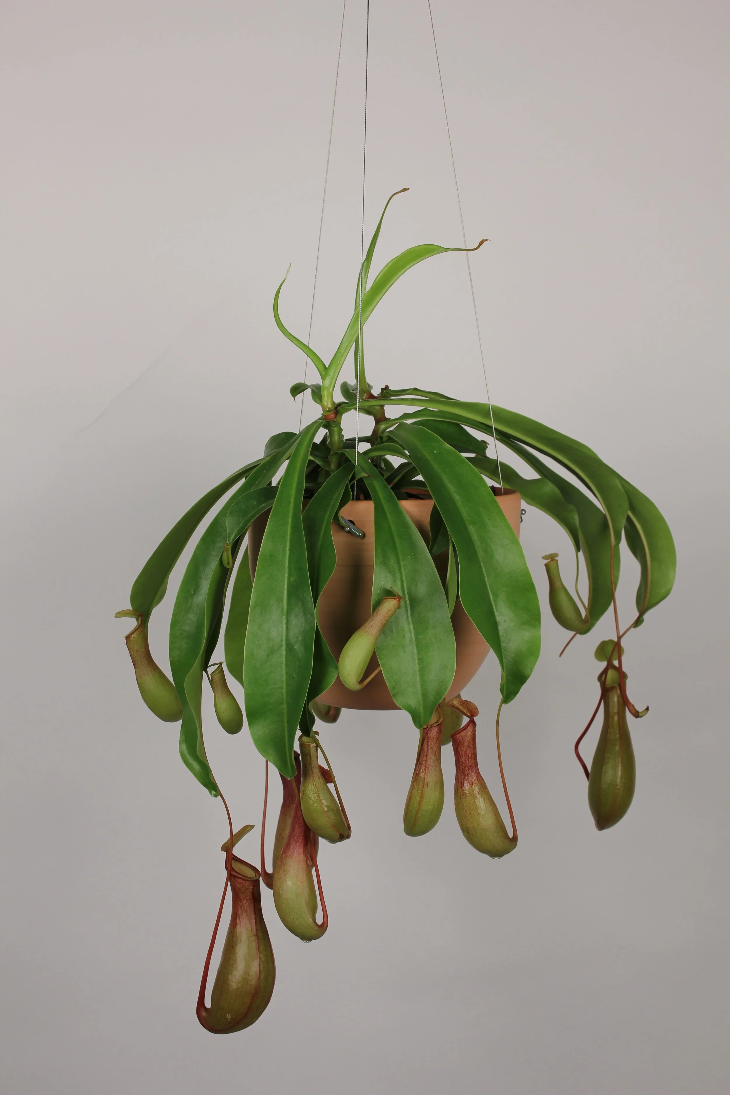 Shop — Lakewood Plant Company