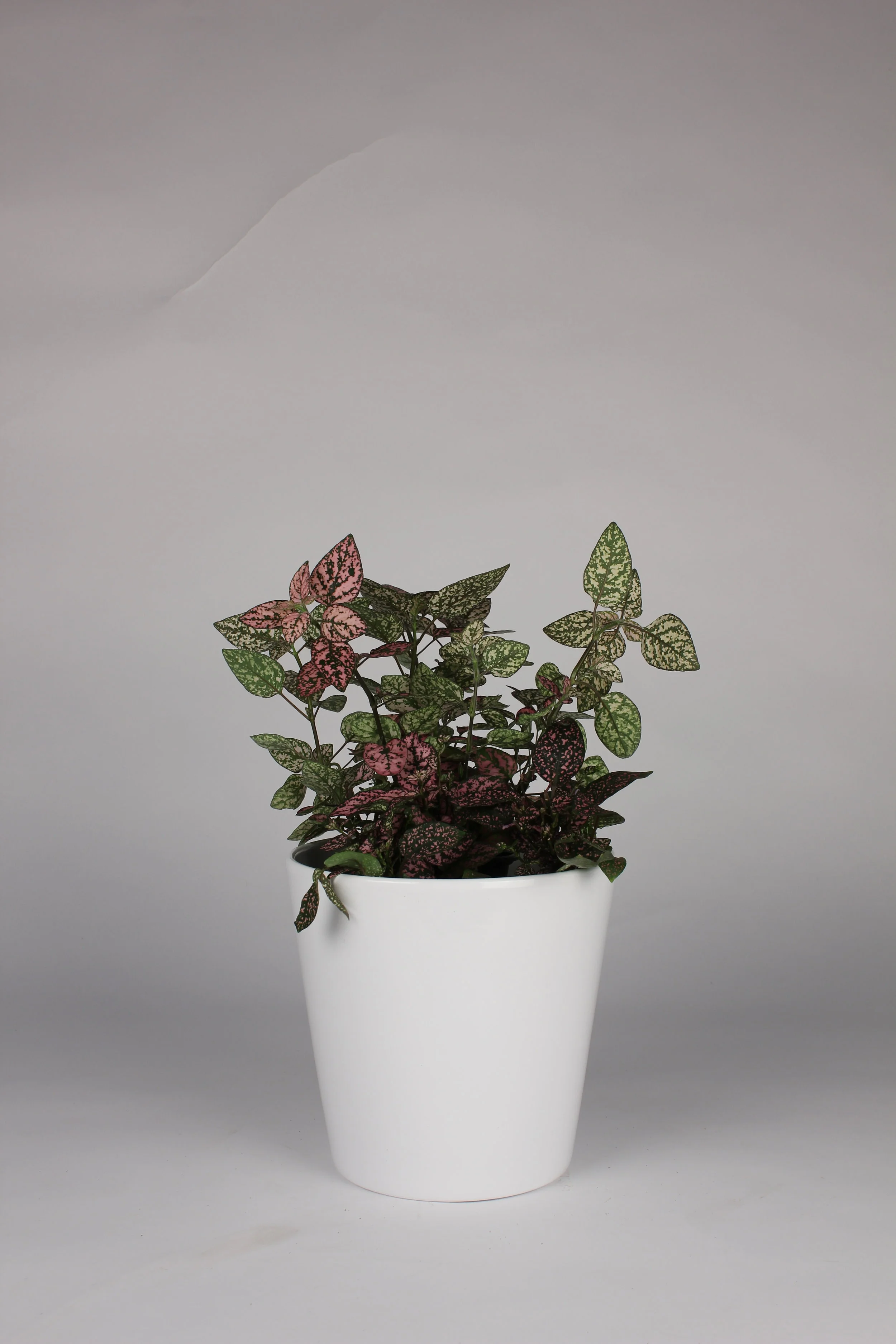Polka Dot Hypoestes 'Pink Splash' — Lakewood Plant Company