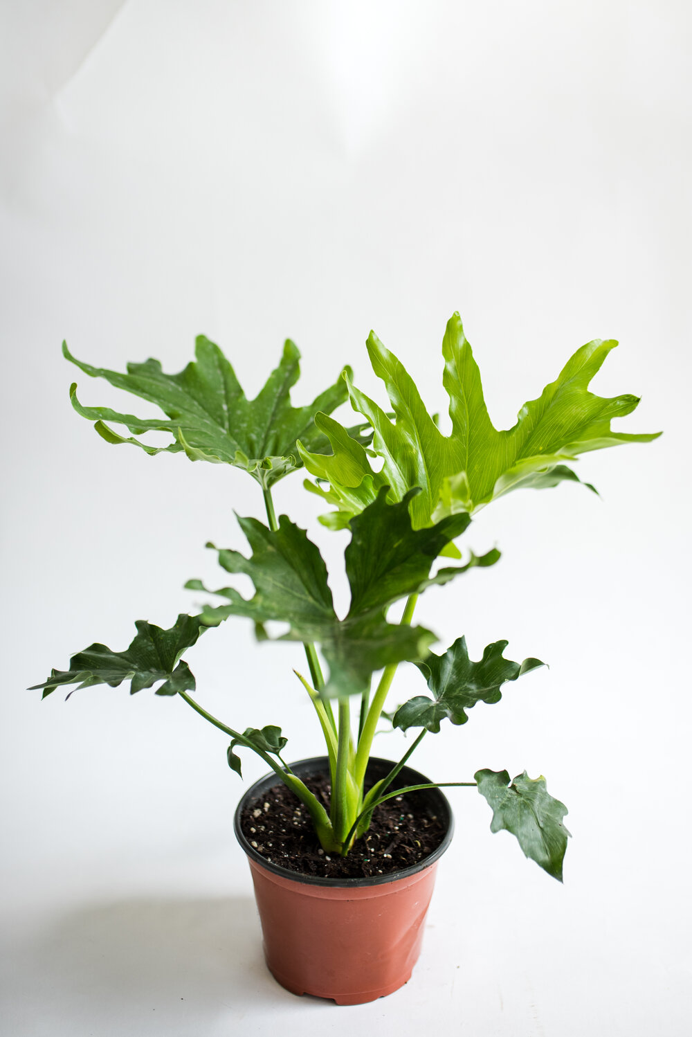 split leaf or selloum (philodendron bipinnatifidum) — lakewood plant company