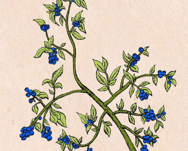 bluebs.png