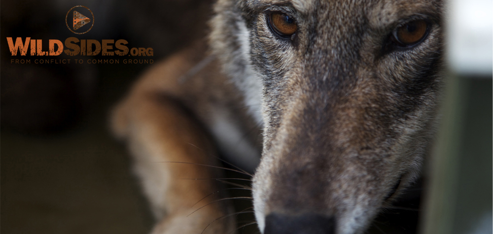 With fewer than 40 left in the wild, red wolves are fighting for survival