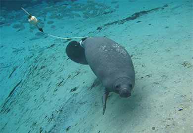Goose the Manatee (Courtesy: SC DNR)