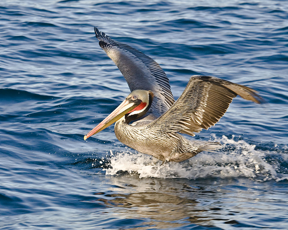 Brown Pelican Michael L. Bair
