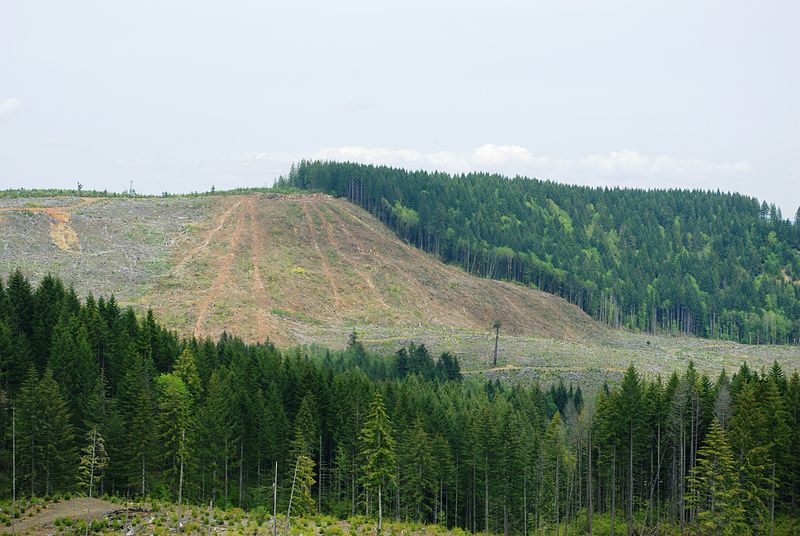 Logging Area in Northen Oregon Coast Range
