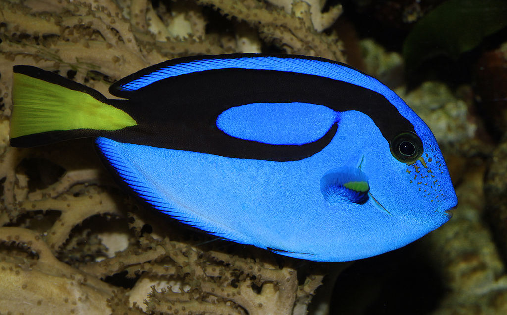Blue Tang 