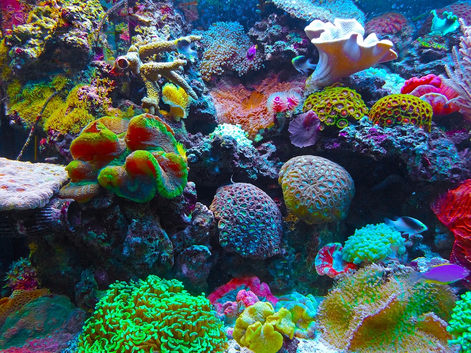 Coral Reef by Jan-Mallander