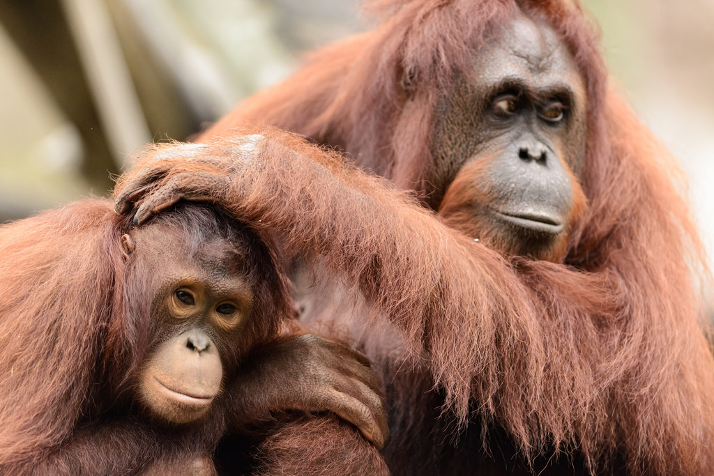 Eric Kilby - Young Orangutan Sitting by Mom