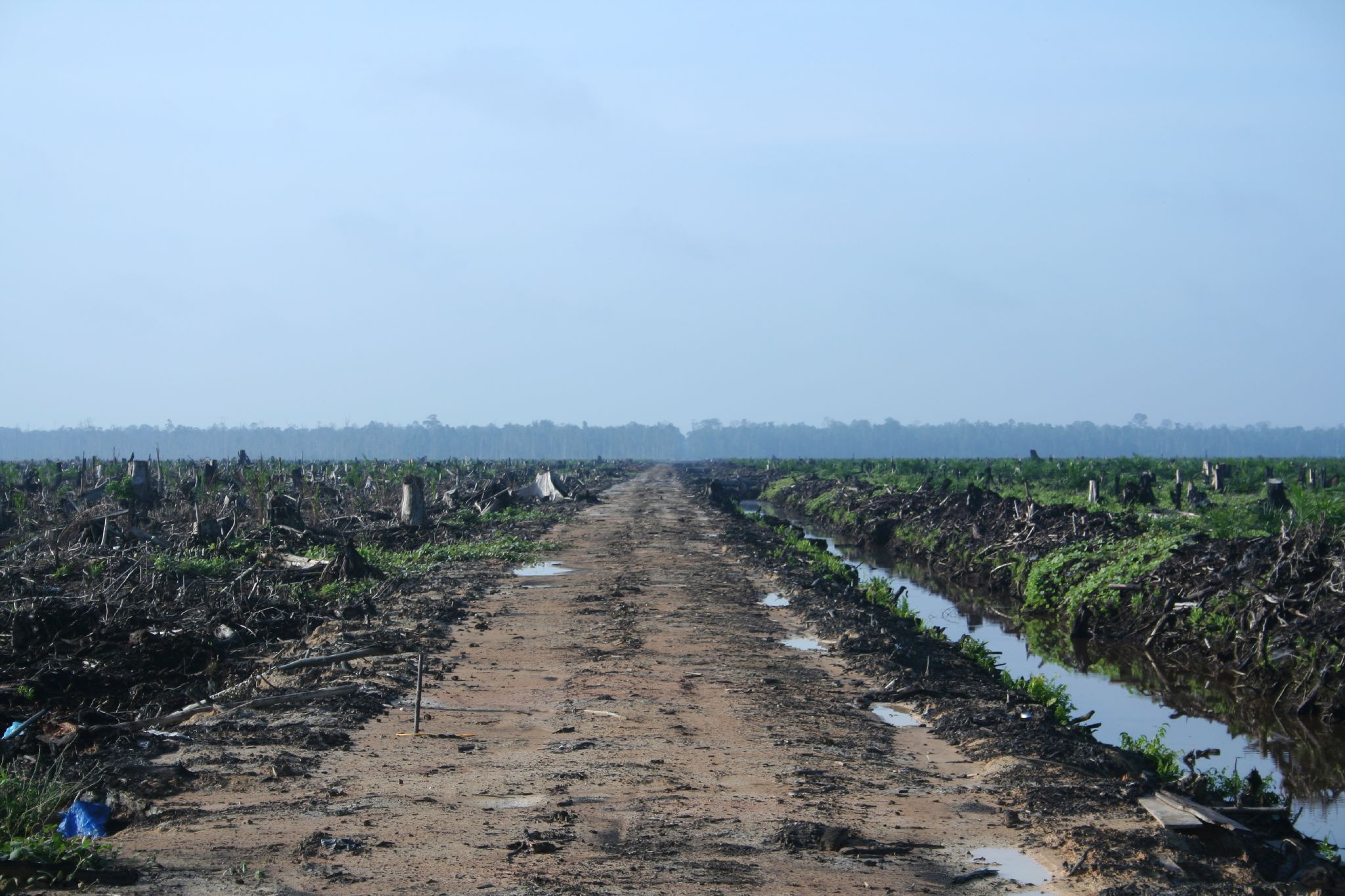 Riau Palm Oil Destruction 