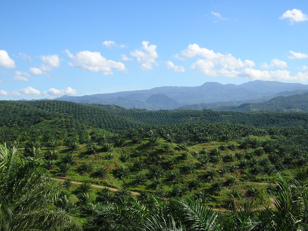 Palm Oil Plantation in Indonesia 