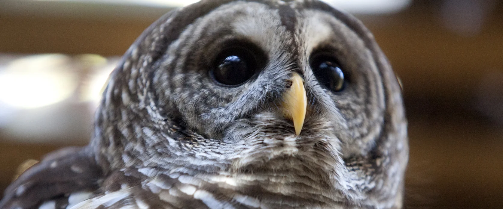 Helping Birds of Prey