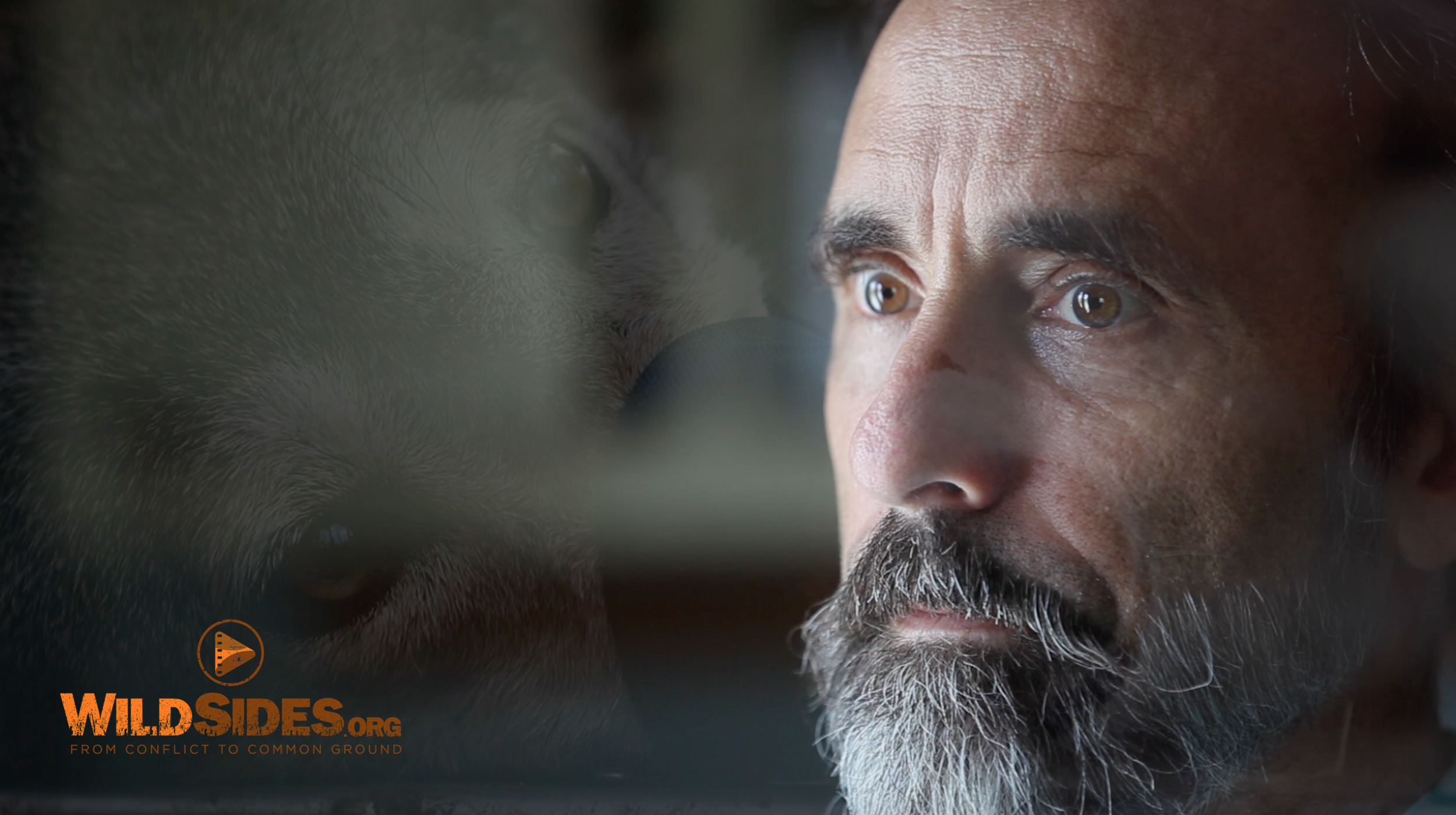 Photo 1: Chris and Red Wolf, Staring Down Fate. This is a screenshot from the film itself. We will remove the WildSides.org watermark.