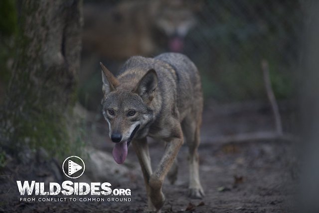 Photo 2: Red Wolf in a Holding Pen at Alligator River National Wildlife Refuge in Red Wolf Country. This is a high resolution photo by Jeffrey Mittelstadt and is not a screenshot from the film. We will remove the WildSides.org watermark.