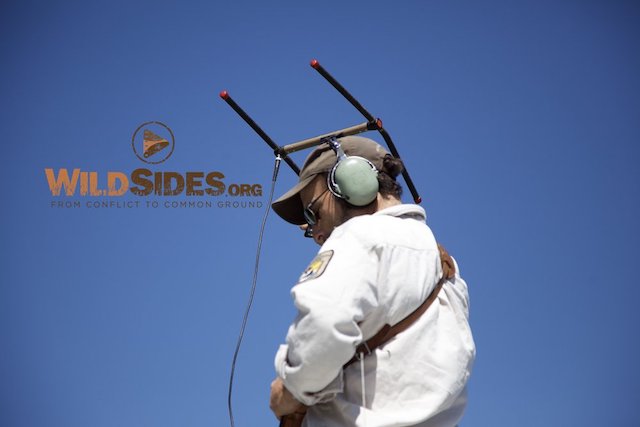 Photo 8: Chris Radio Tracking in the Field. This is a high resolution photo by Jeffrey Mittelstadt and is not a screenshot from the film. We will remove the WildSides.org watermark.