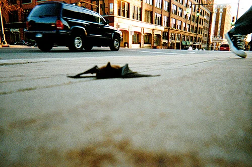 Injured Bat on Road